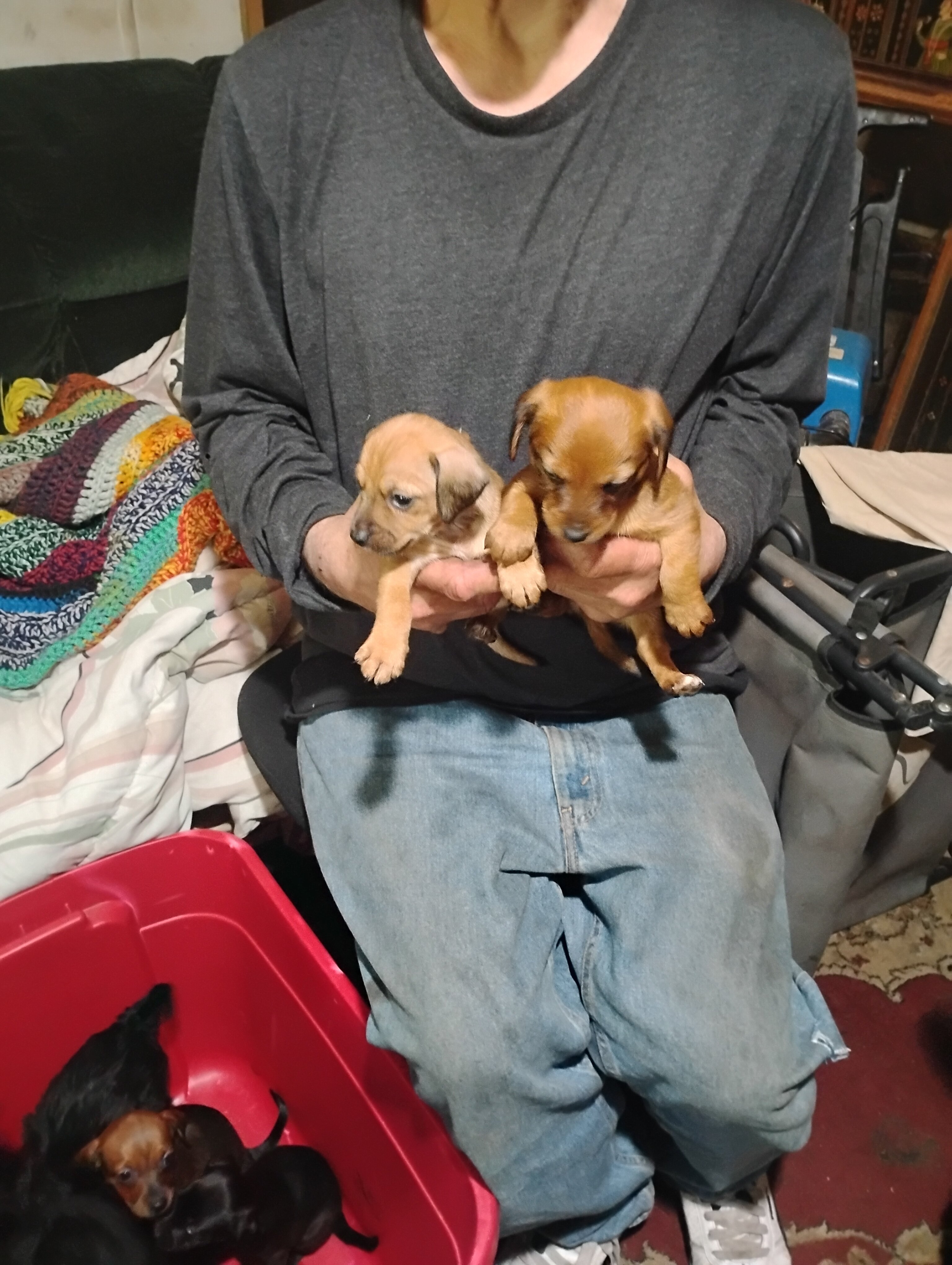 Miniature grey hound and chiweenie puppies image 5