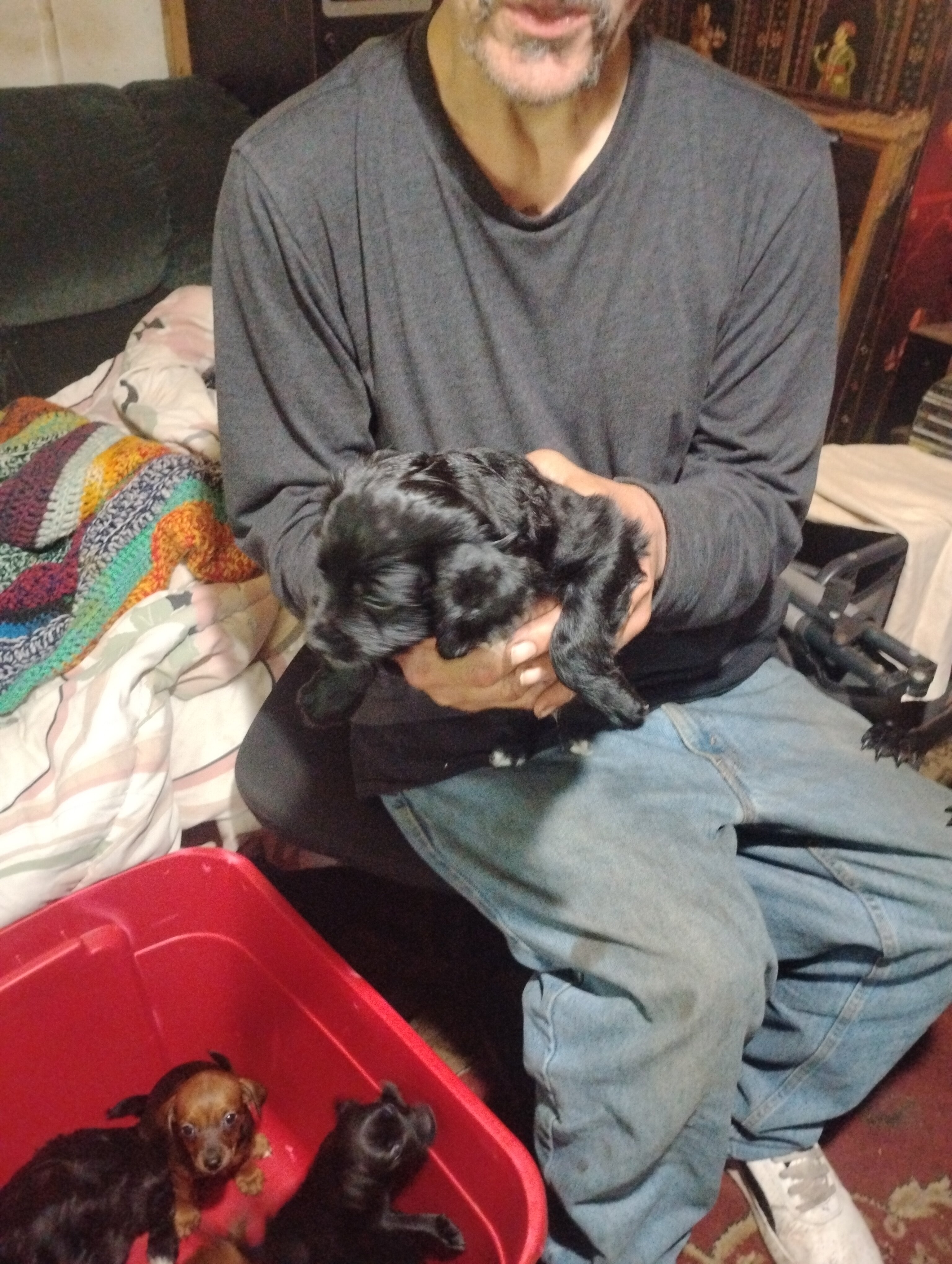 Miniature grey hound and chiweenie puppies image 4