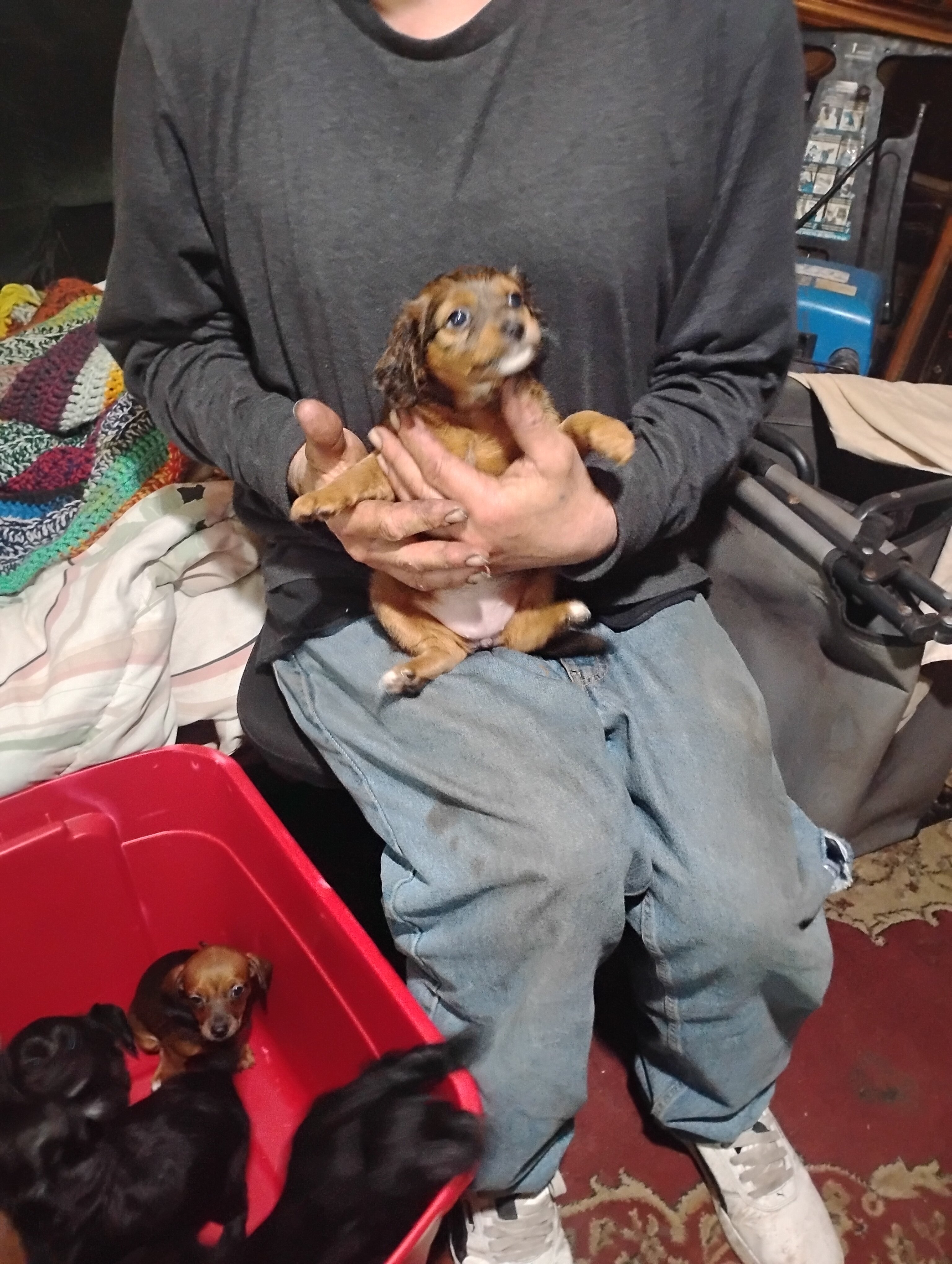 Miniature grey hound and chiweenie puppies image 3