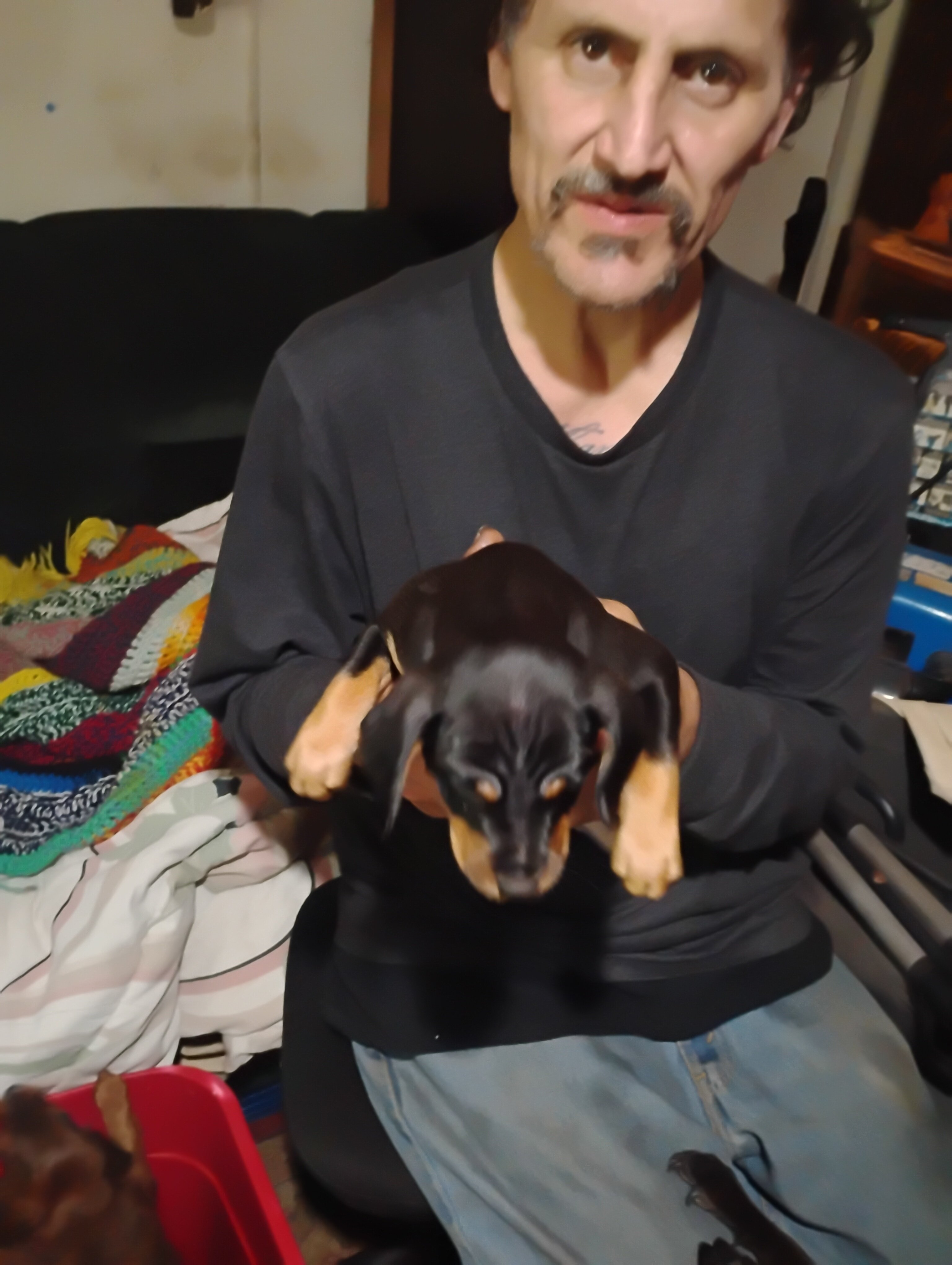 Miniature grey hound and chiweenie puppies image 2