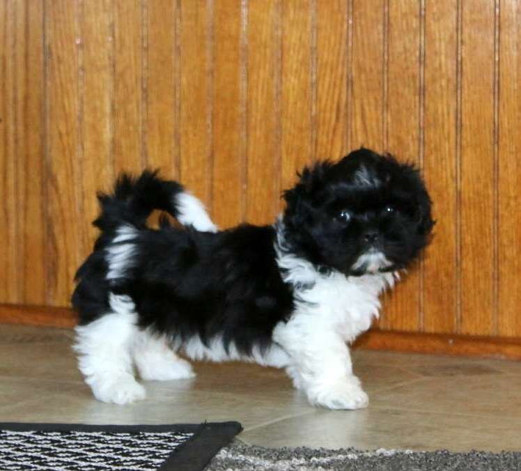Shih Tzu Puppies Available image 2