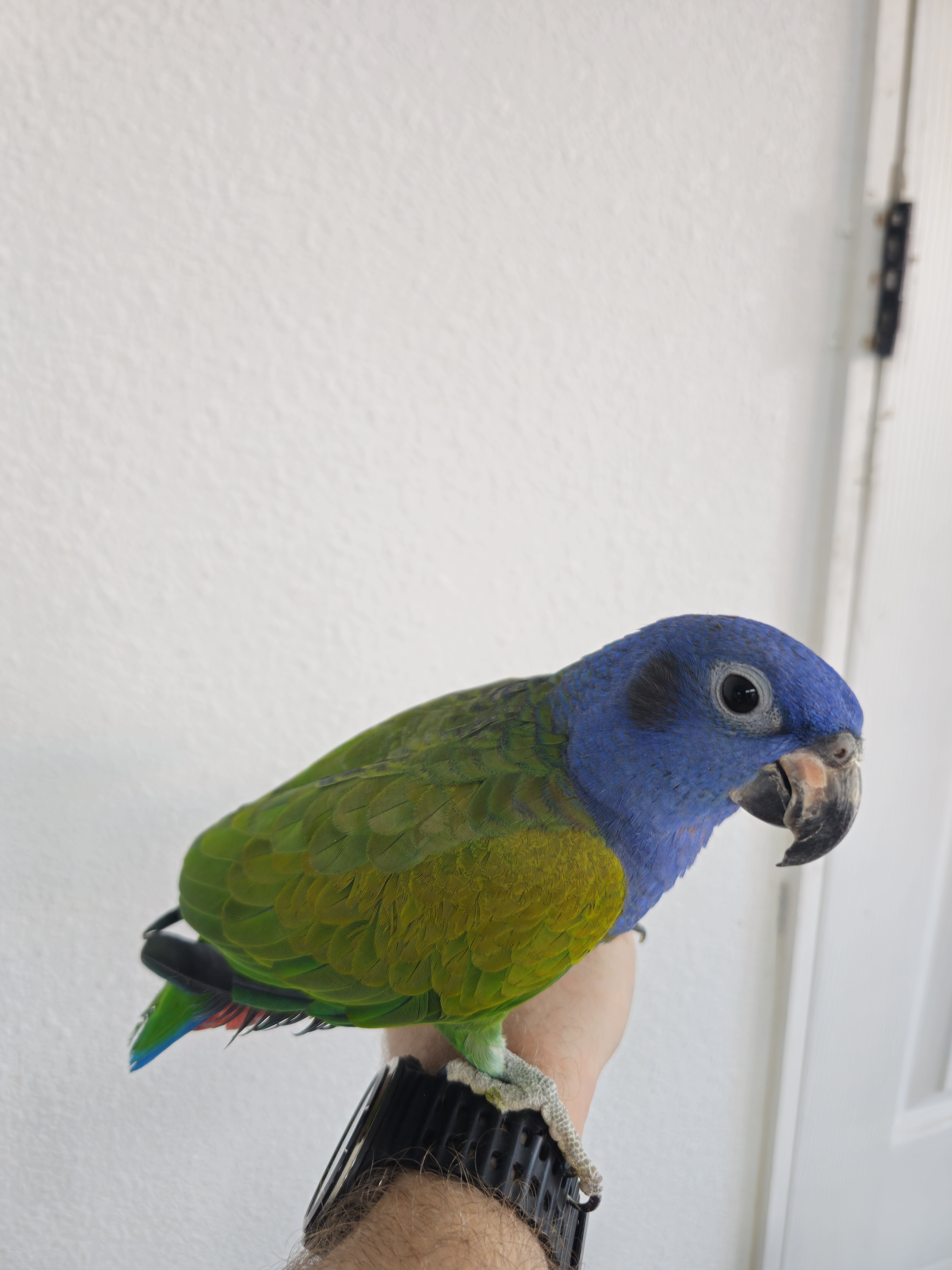 Tamed blue headed Pionus image 2