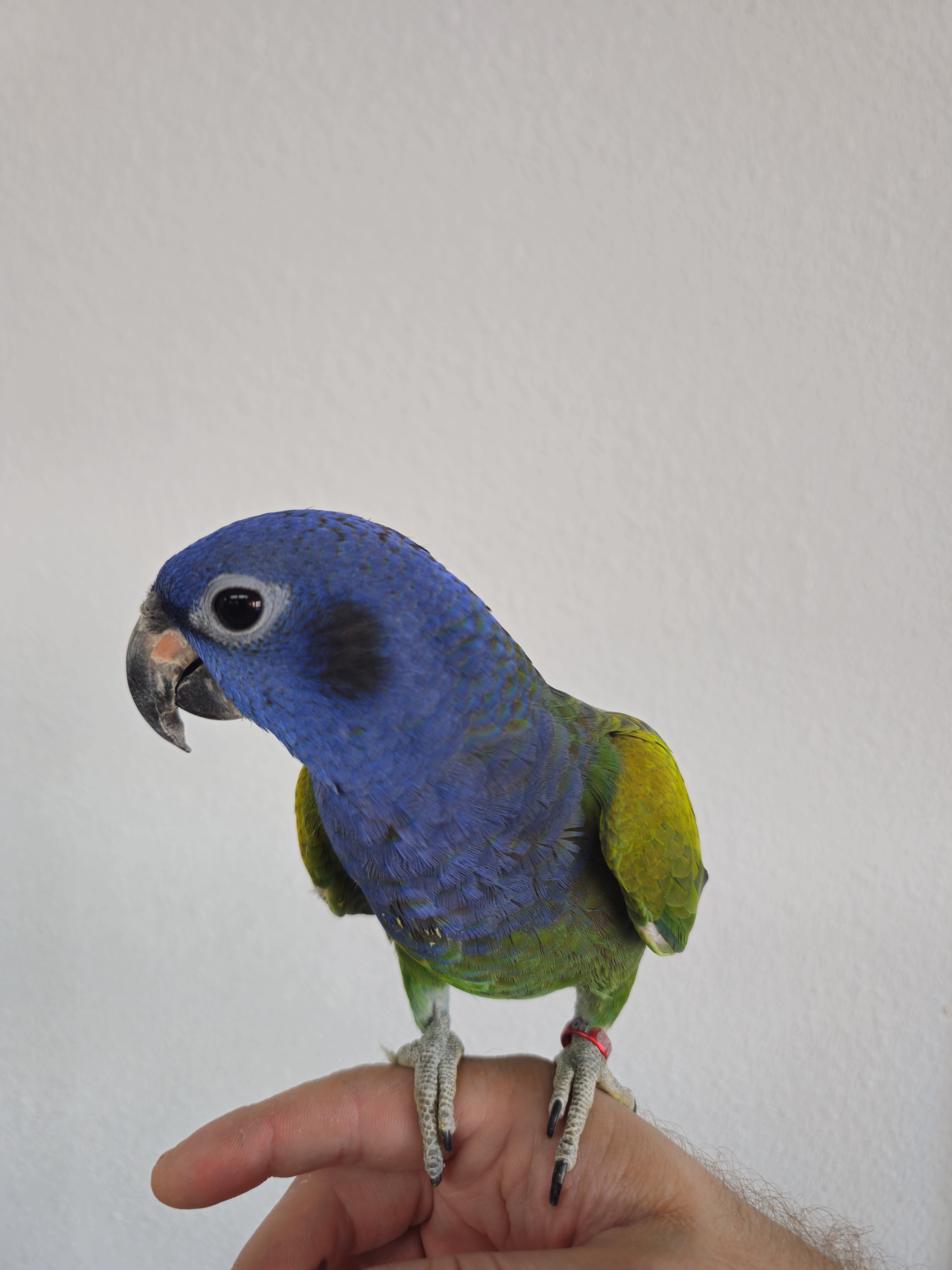 Tamed blue headed Pionus image 1