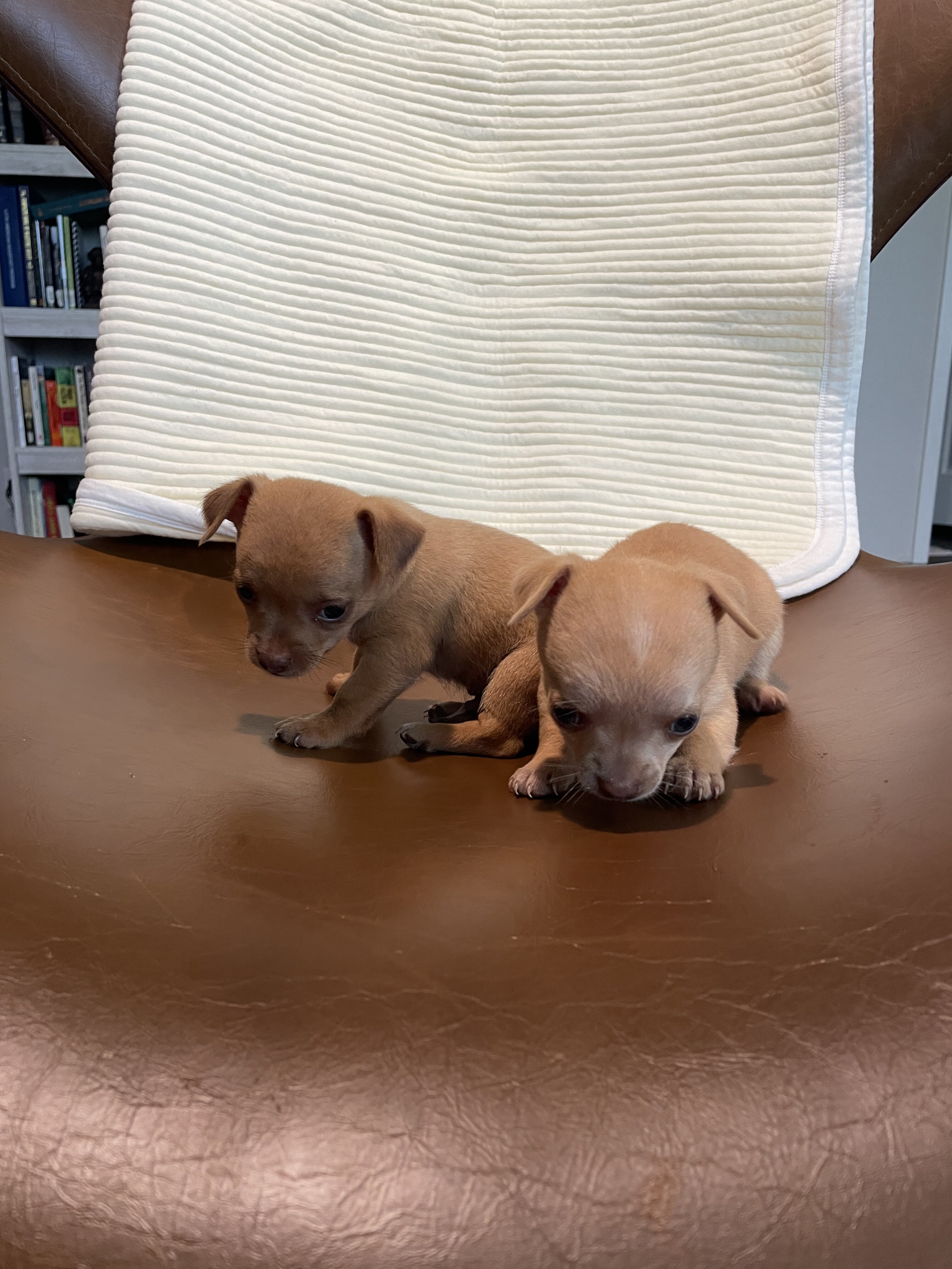 Chihuahua puppies image 1