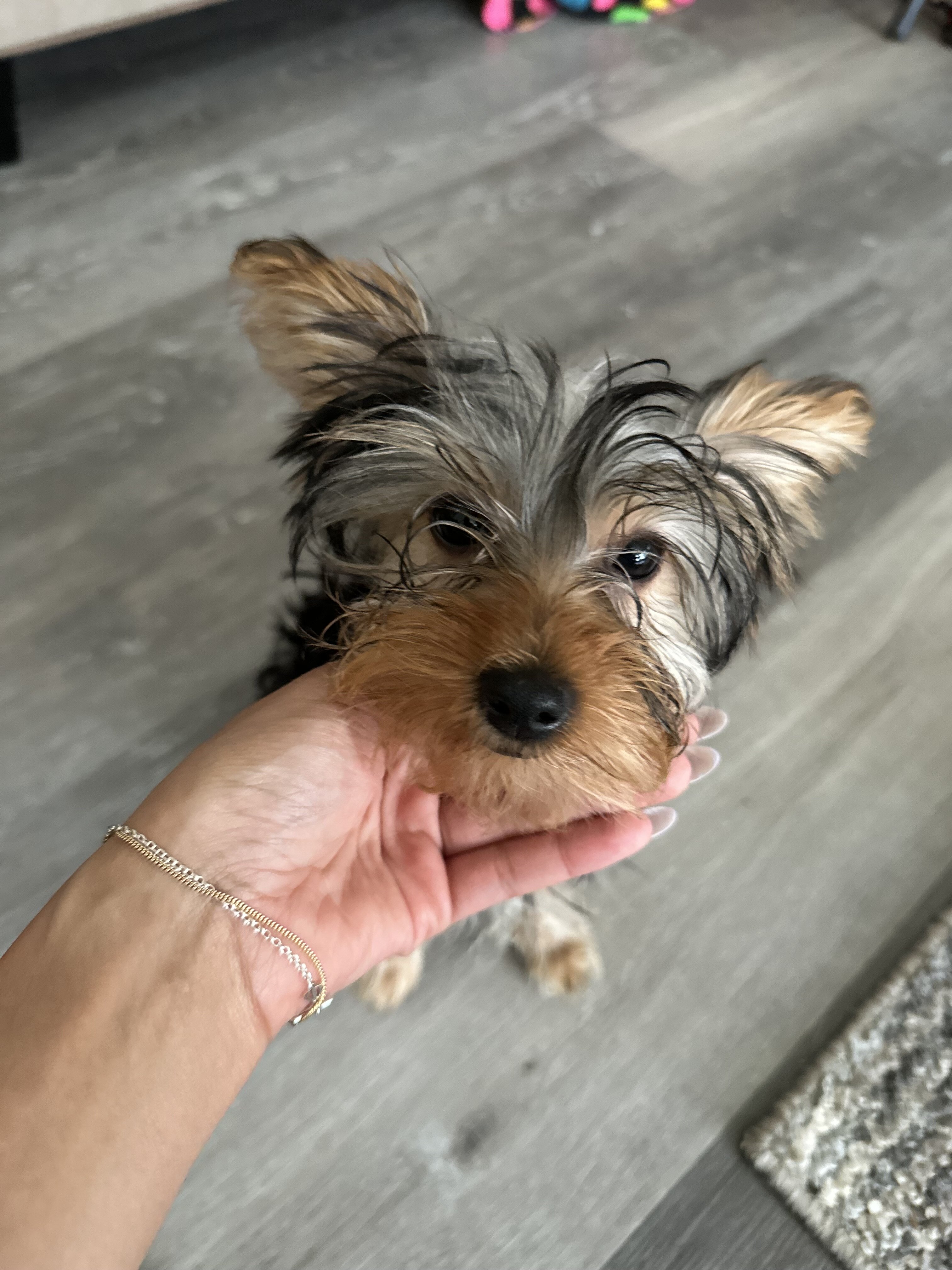 Yorkies image 1