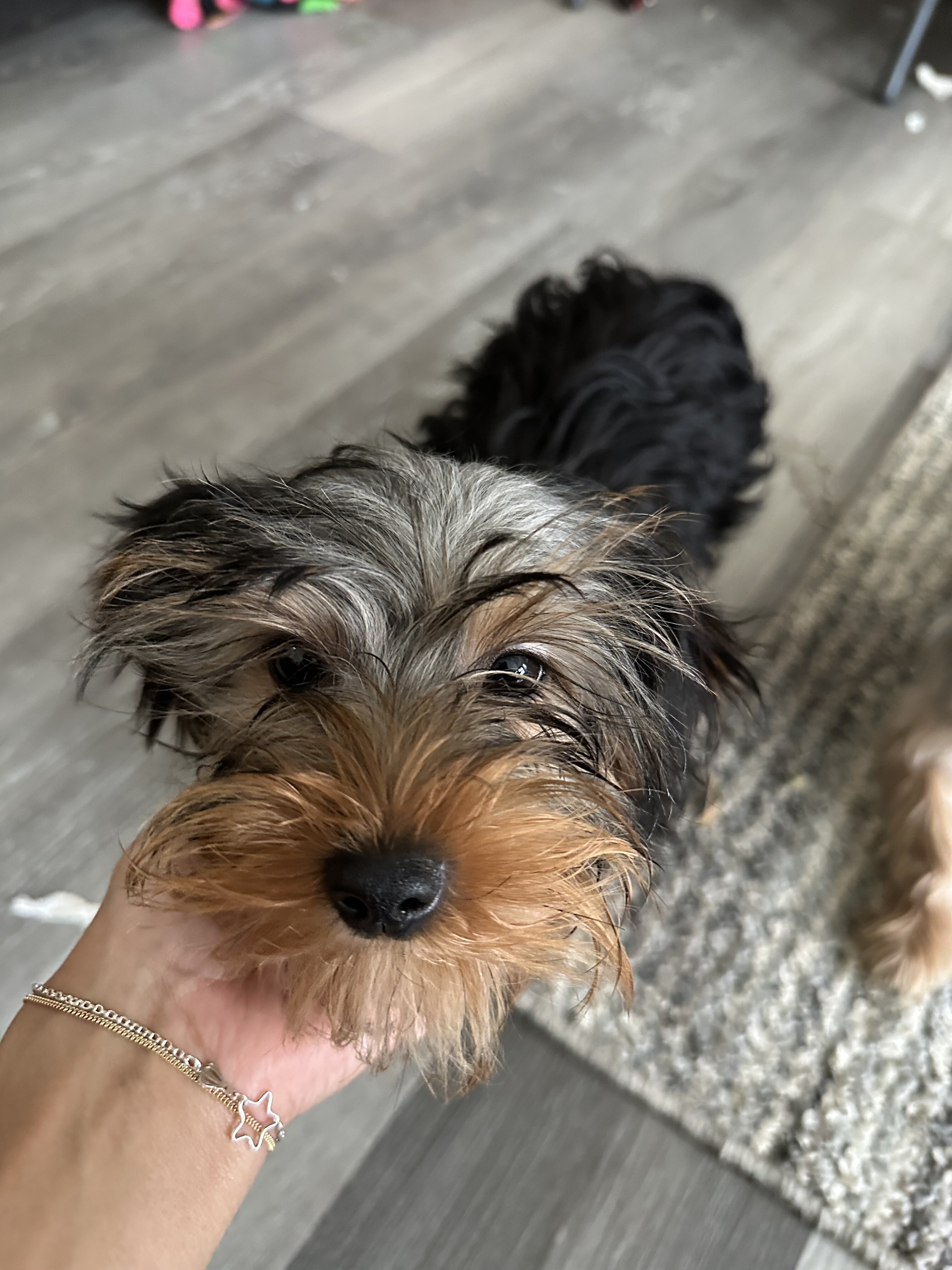 Yorkies image 3