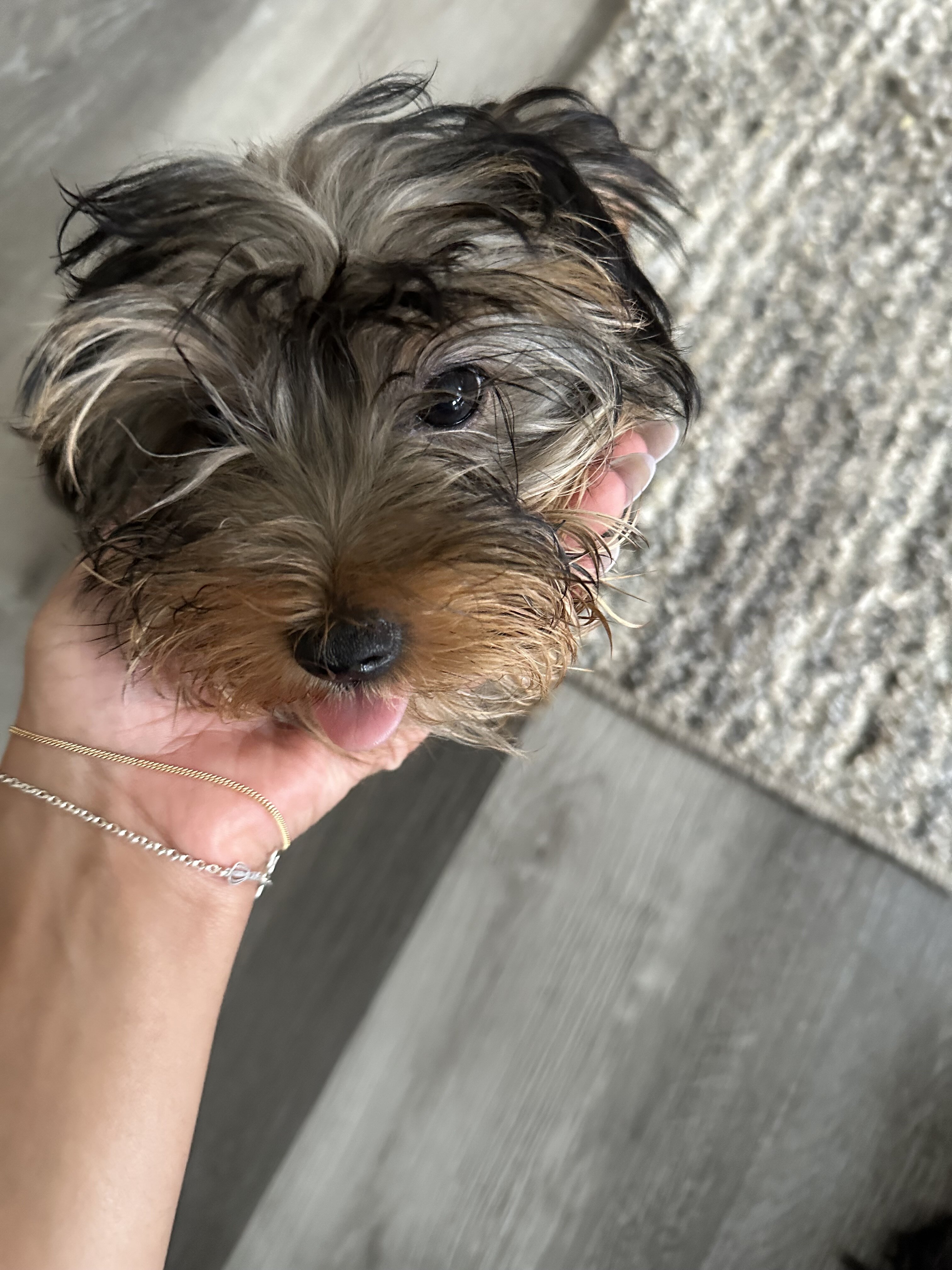 Yorkies image 2