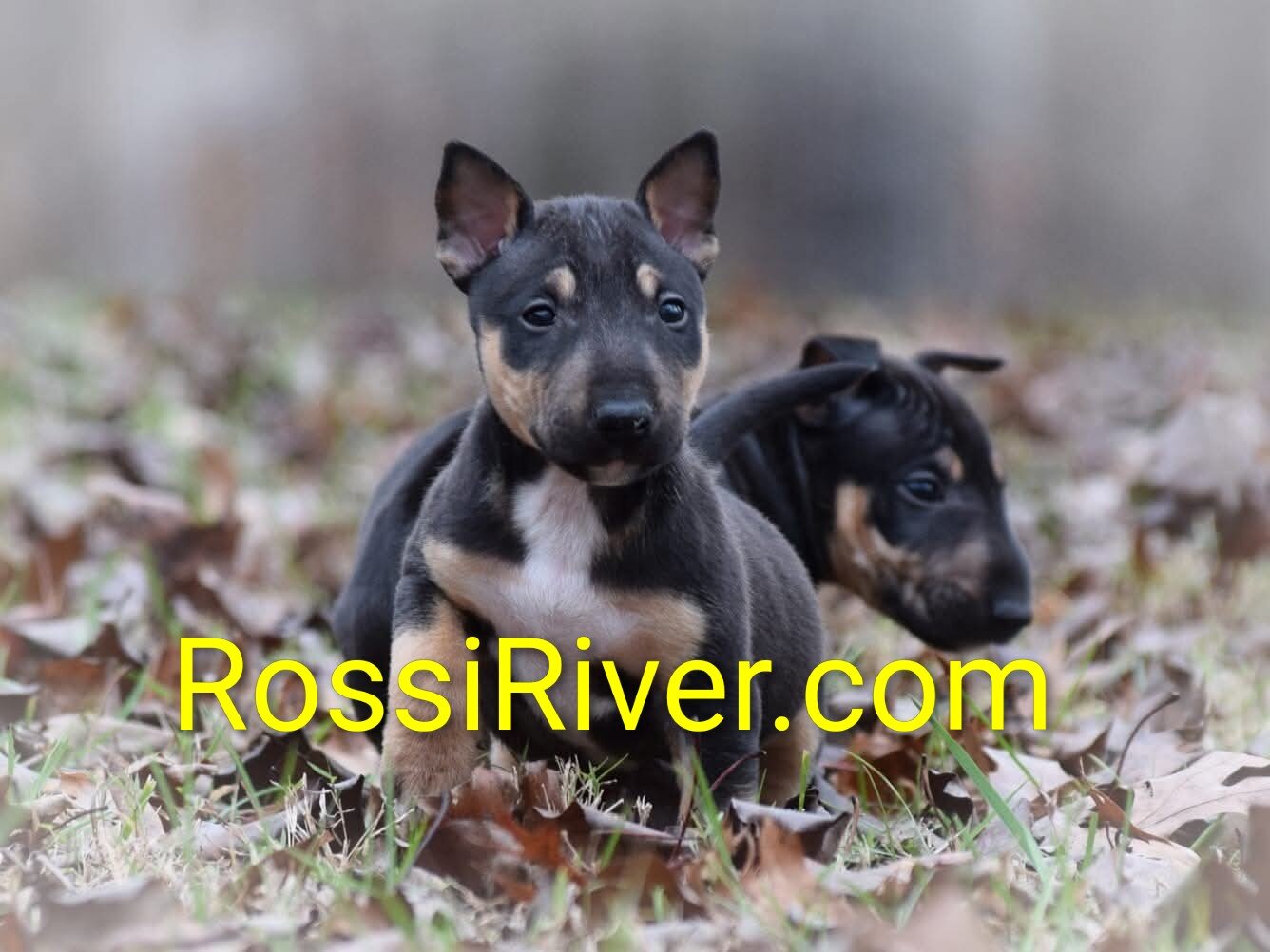 Mini bull terrier puppies image 1