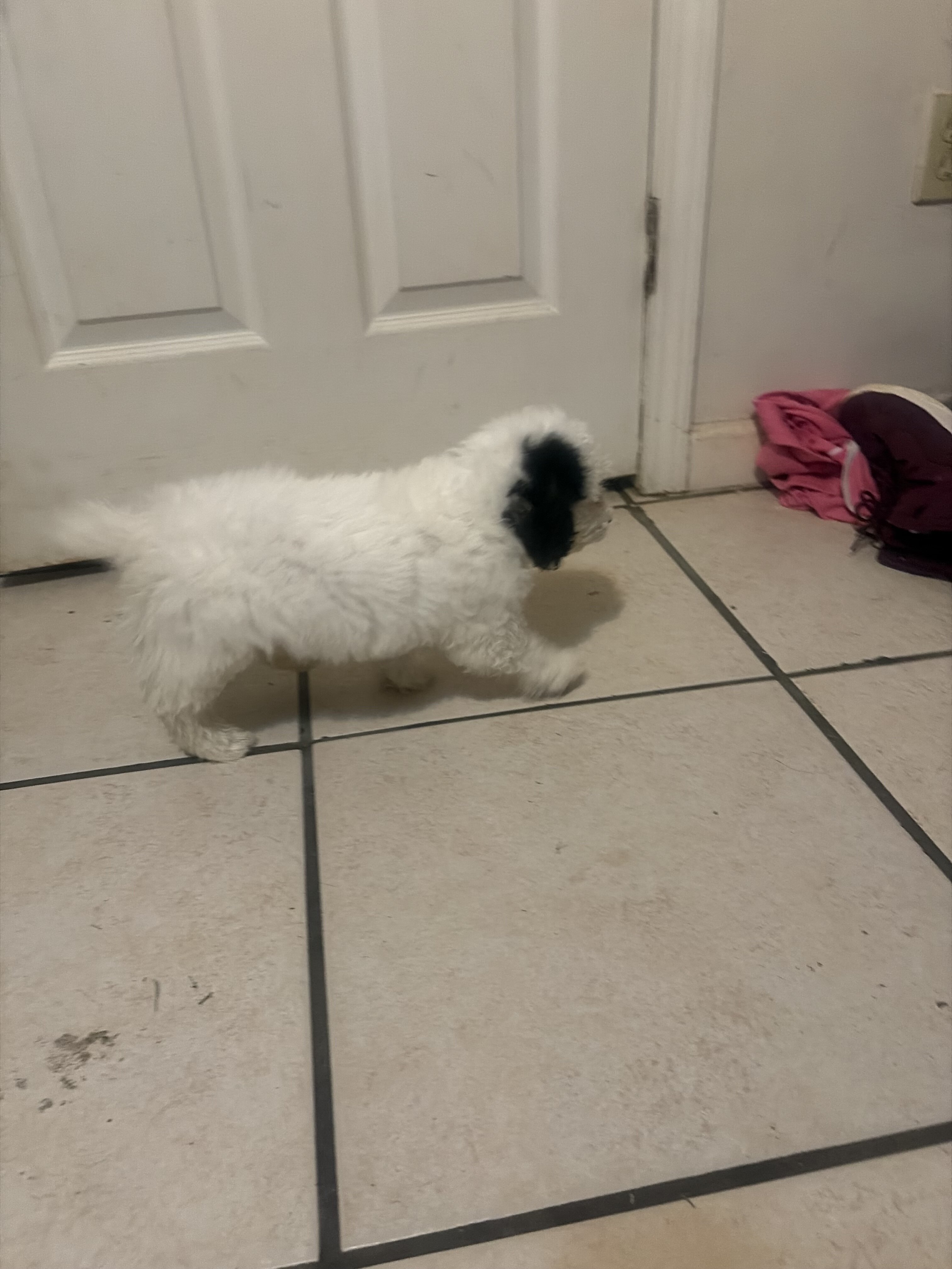 Toy poodle image 3