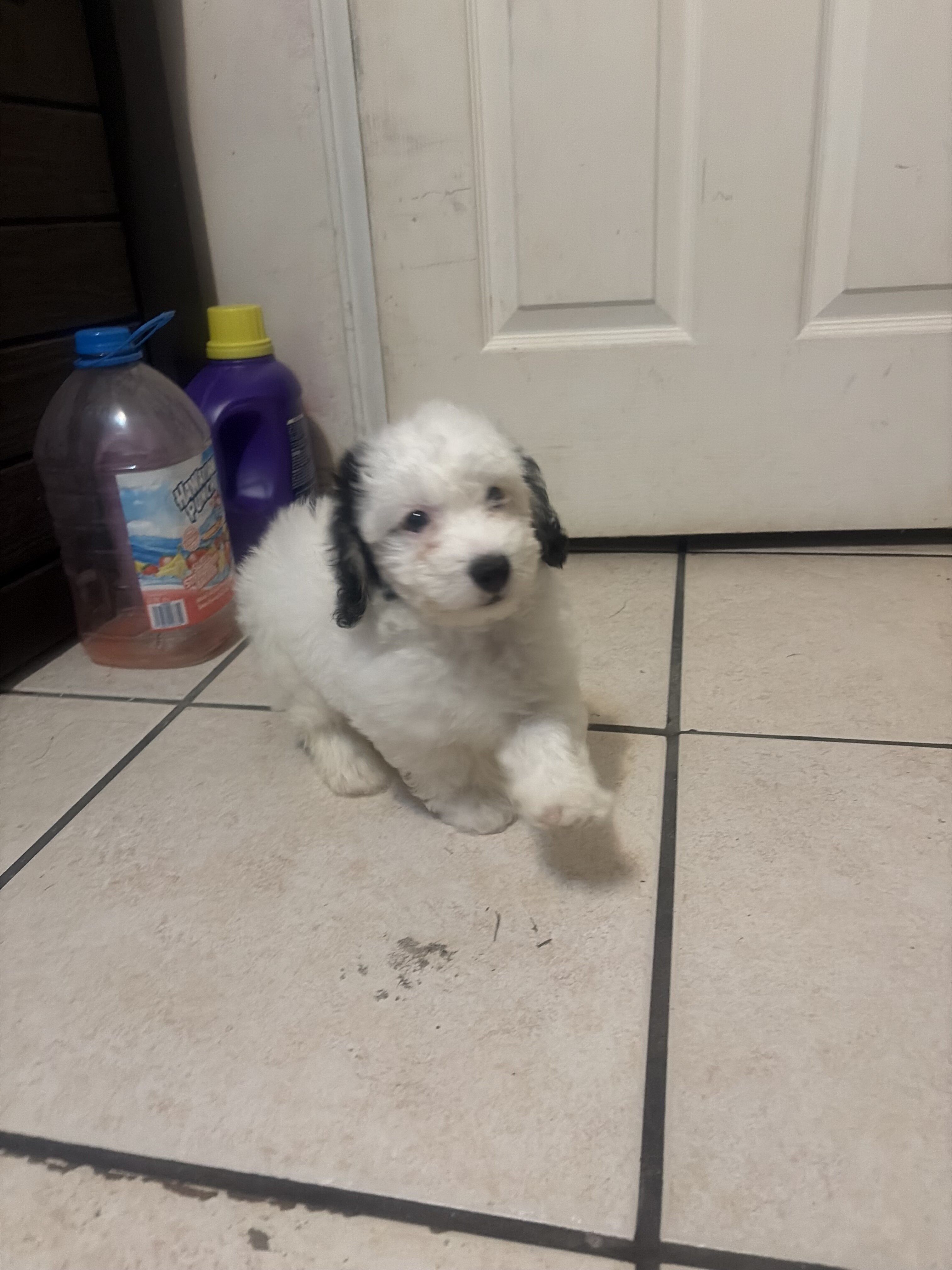 Toy poodle image 2