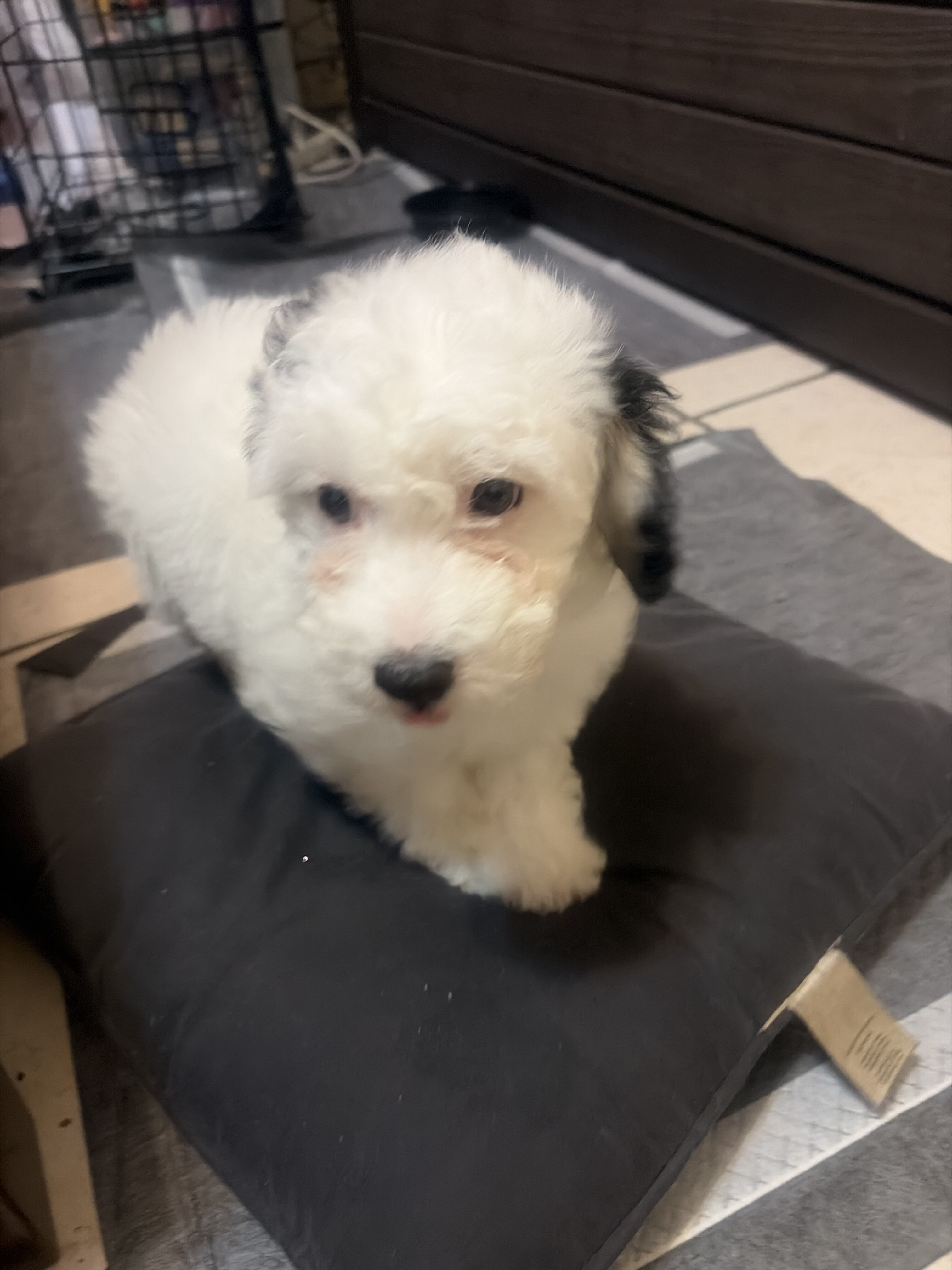 Toy poodle image 1