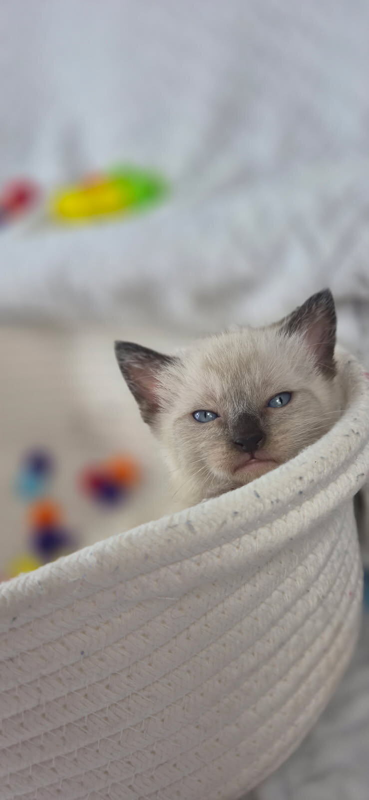 Purebred siamese colorpoint kittens seal and blue image 2
