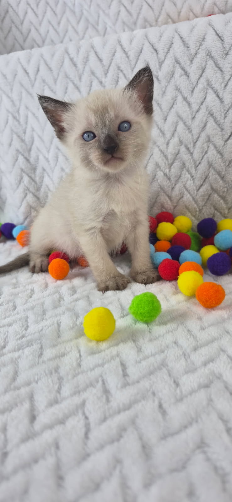 Purebred siamese colorpoint kittens seal and blue image 3