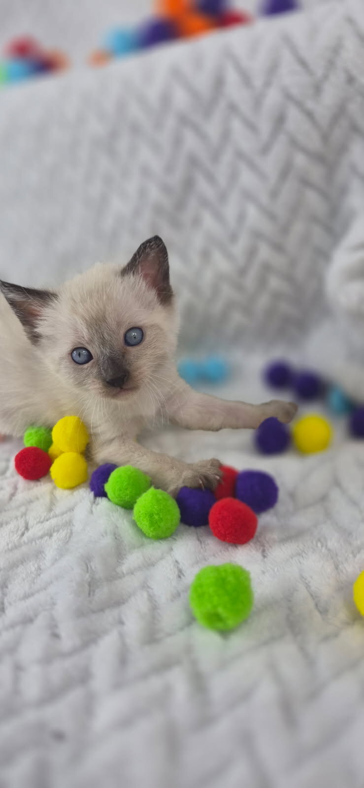 Purebred siamese colorpoint kittens seal and blue image 1