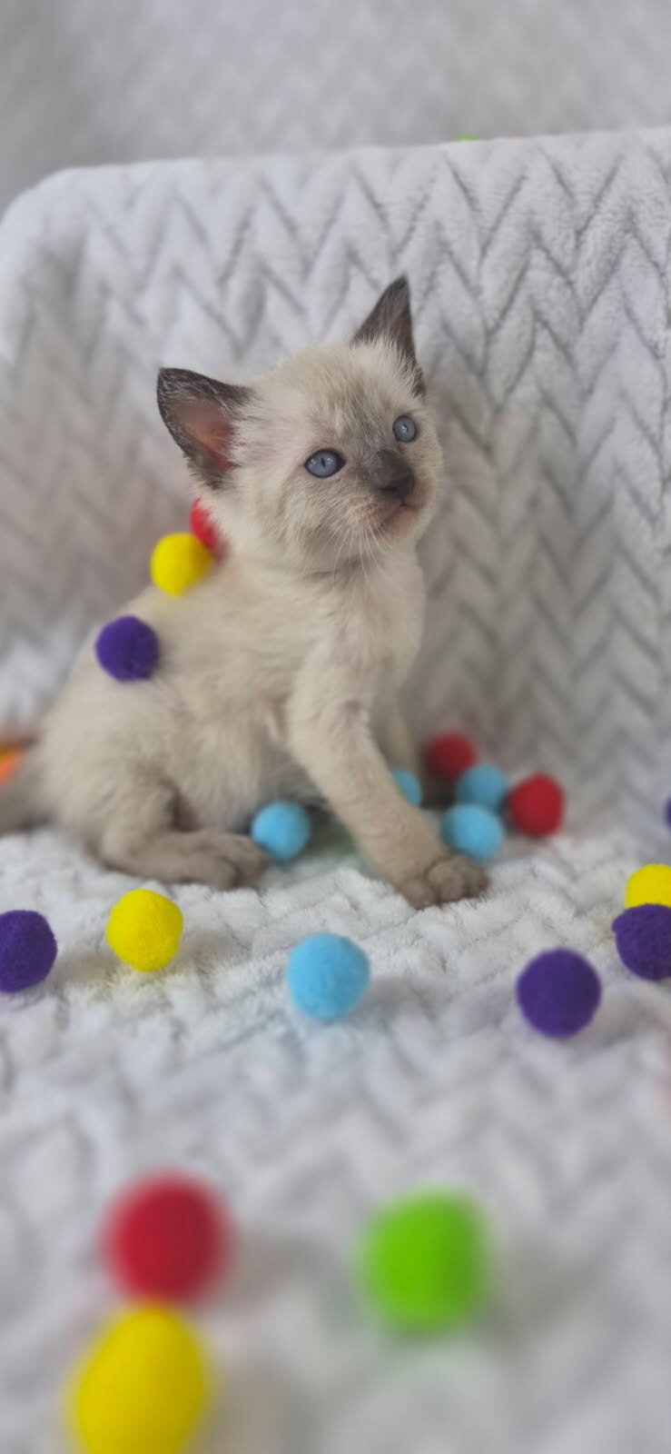 Purebred siamese colorpoint kittens seal and blue image 4