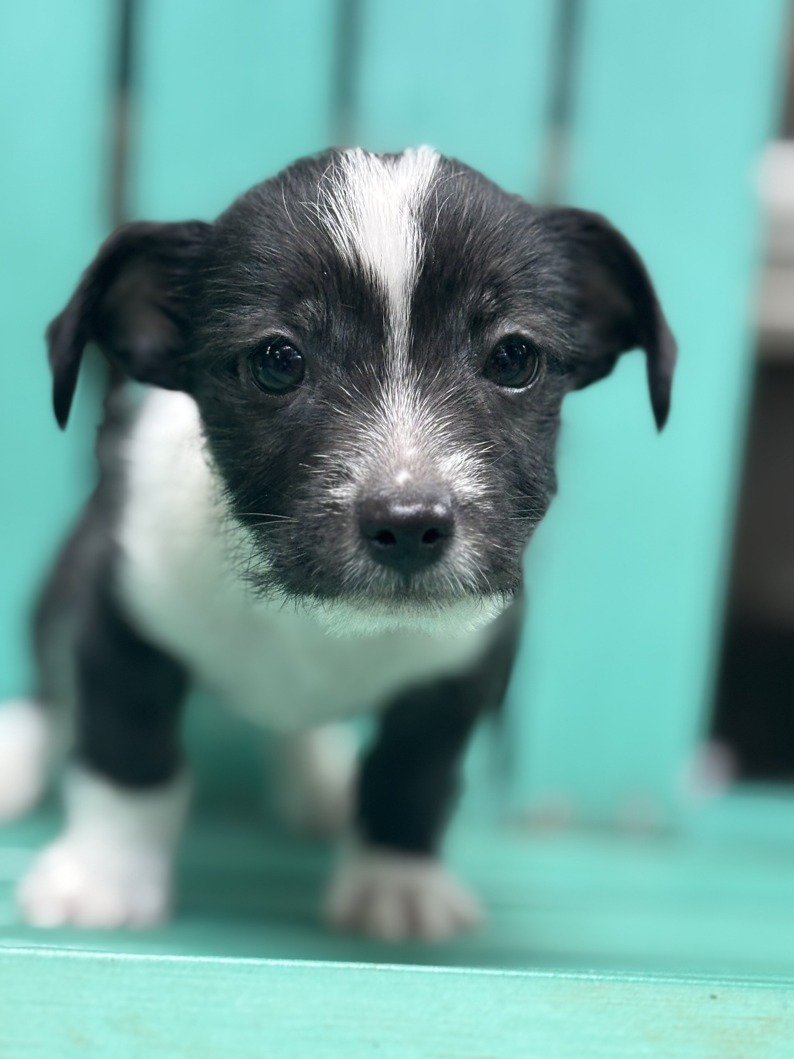 Chihuahua mix puppy image 1