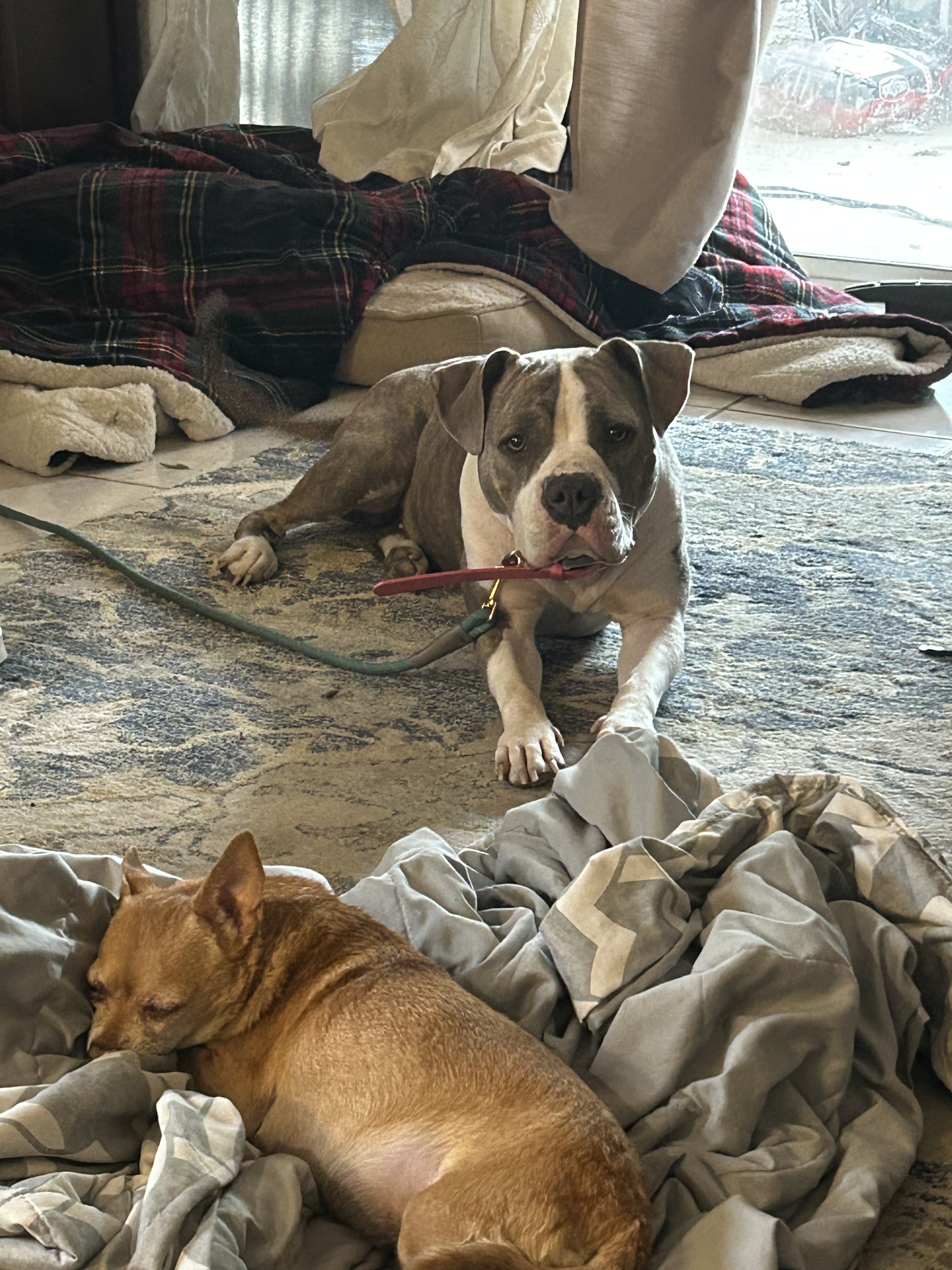 Rehoming: Juno — Spayed, Microchipped, UTD on Shot image 3