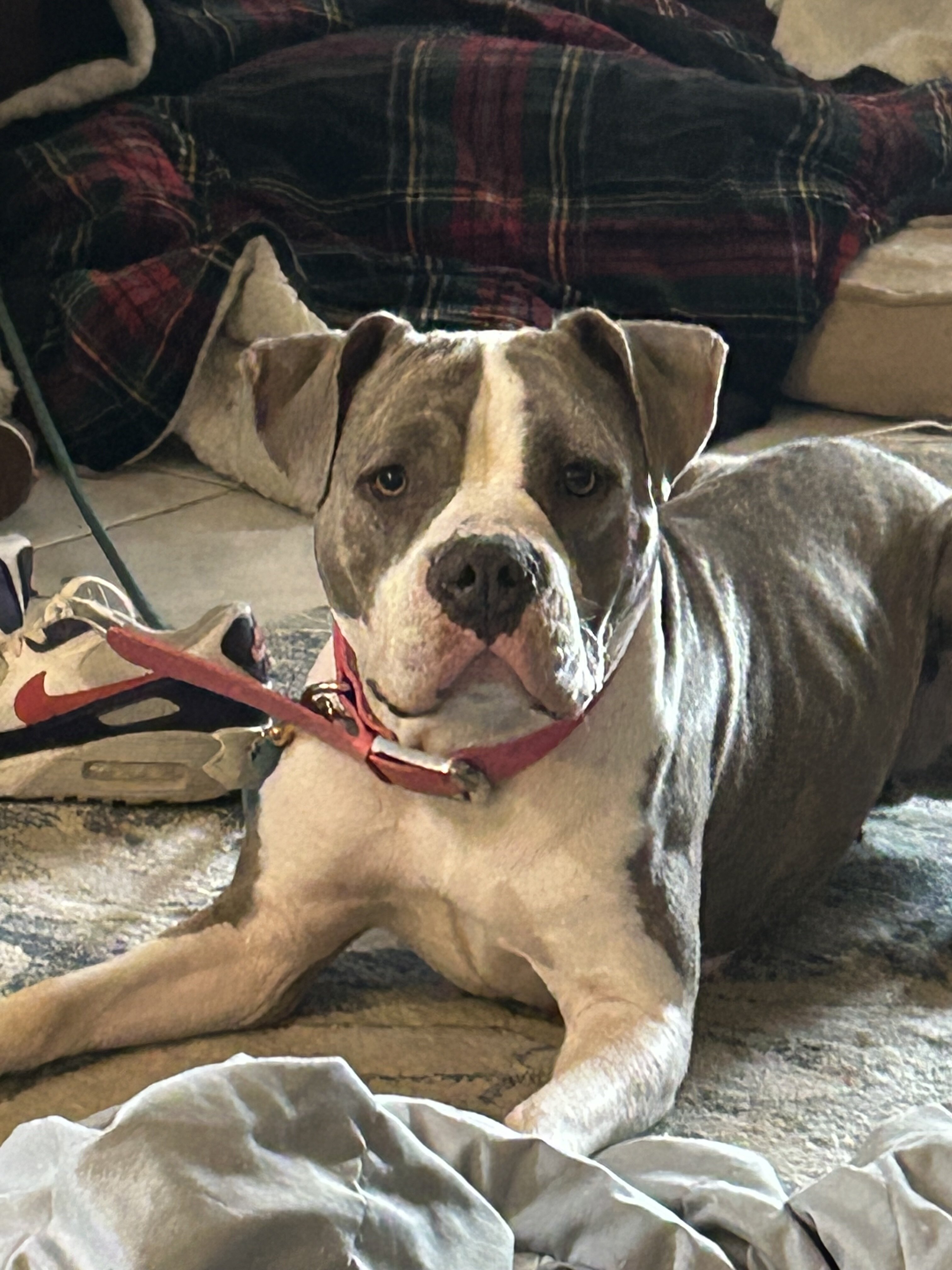 Rehoming: Juno — Spayed, Microchipped, UTD on Shot image 2
