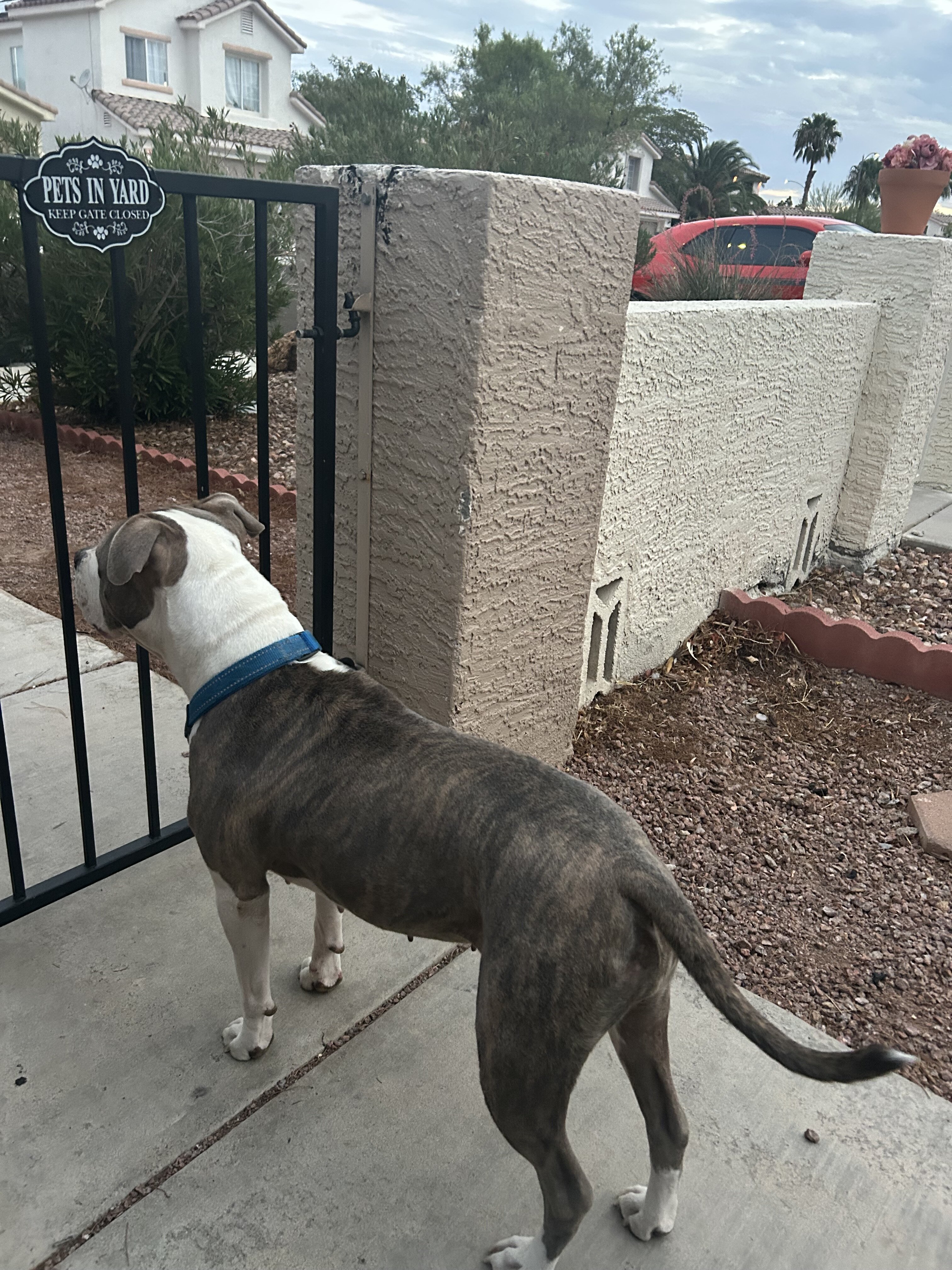 Rehoming: Juno — Spayed, Microchipped, UTD on Shot image 1