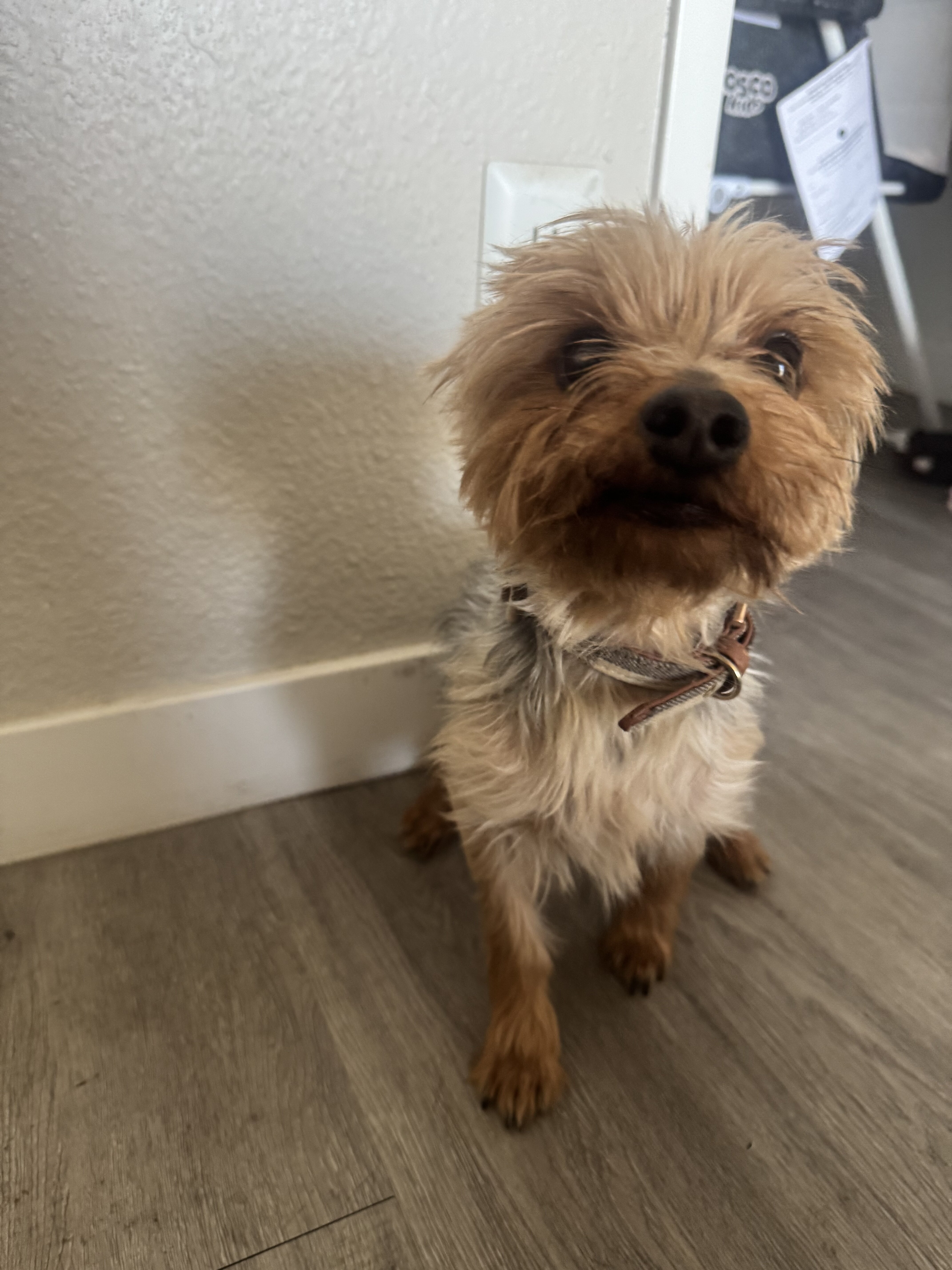 Yorkie image 2