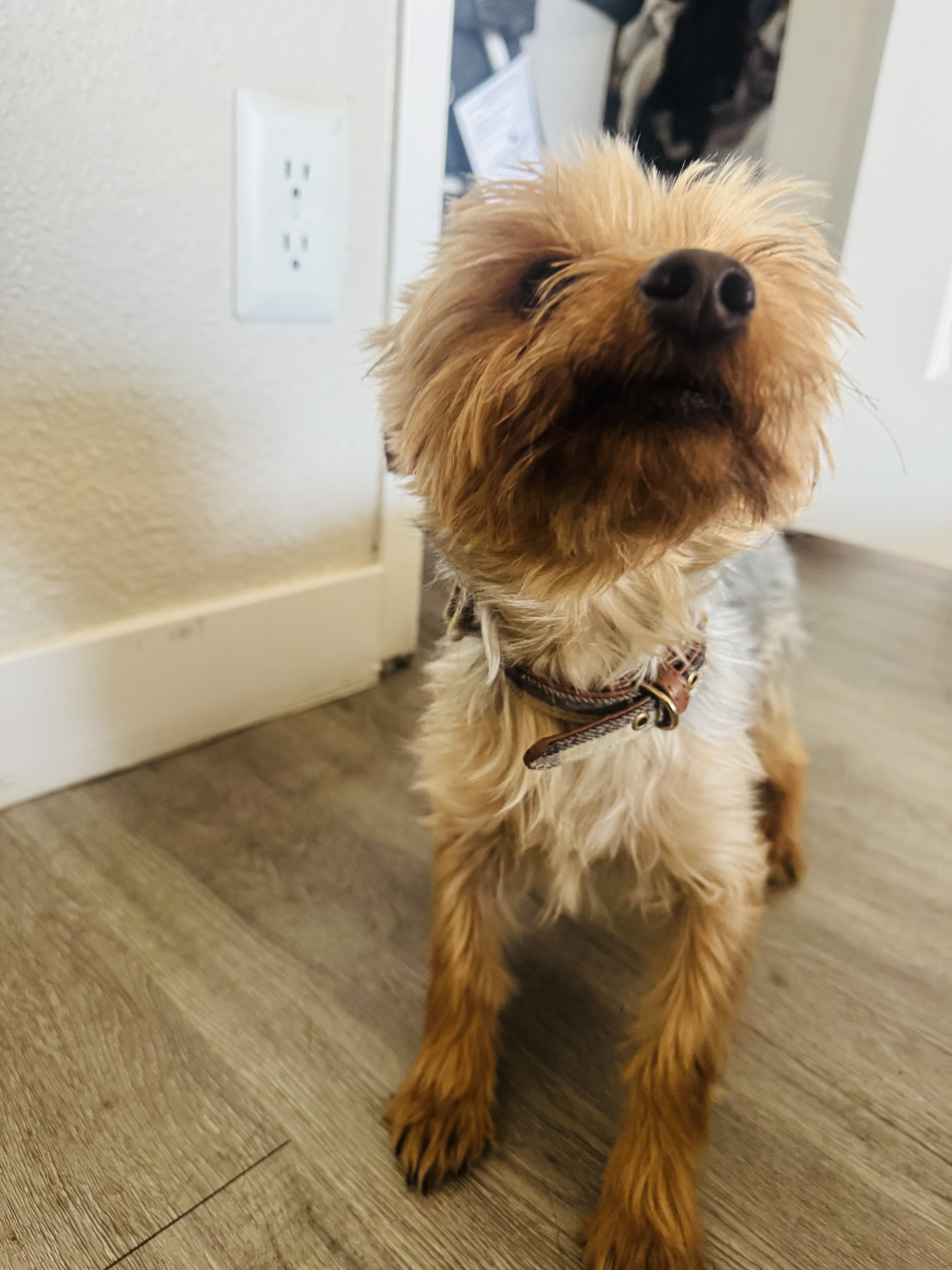 Yorkie image 3