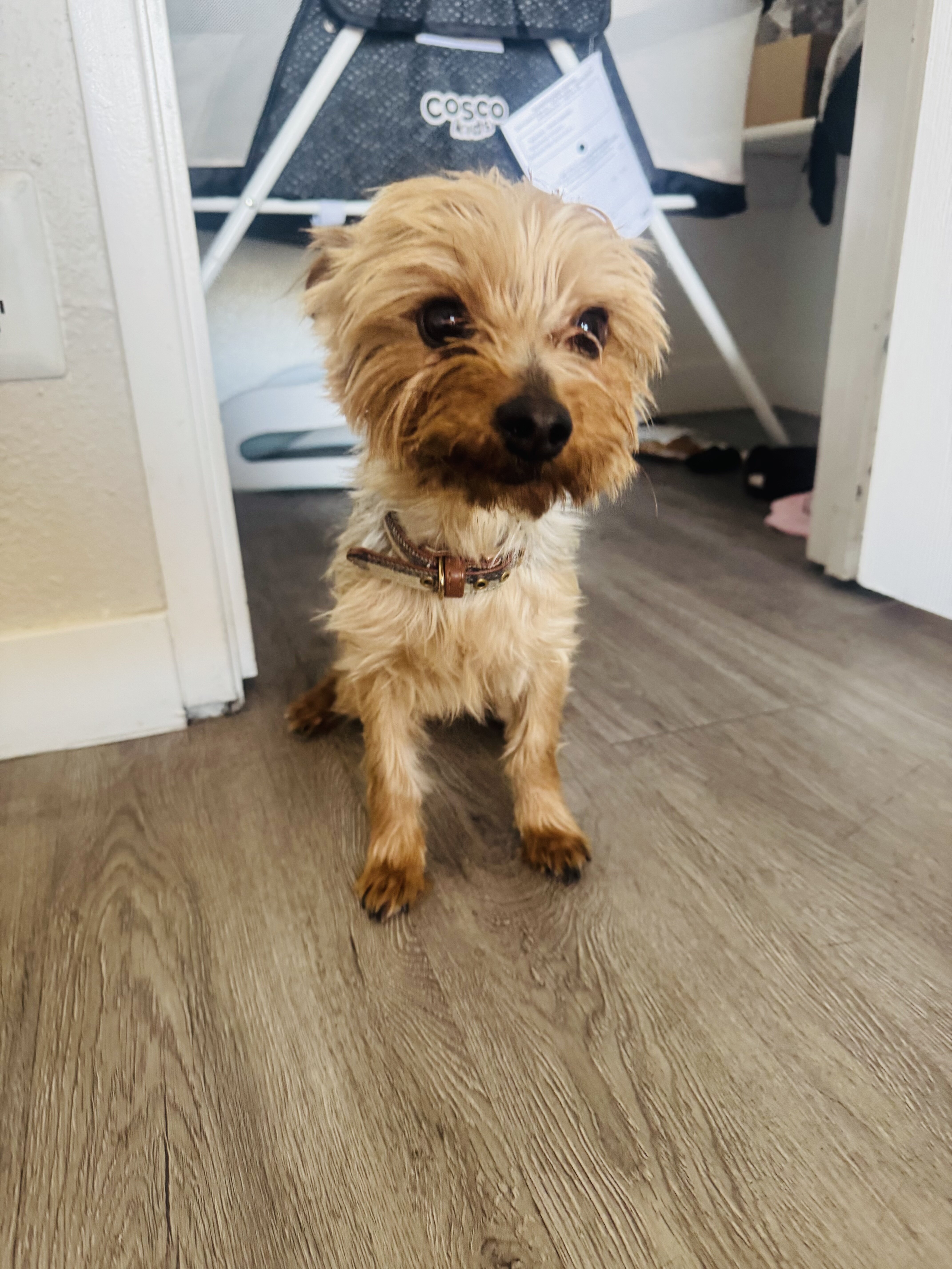 Yorkie image 4
