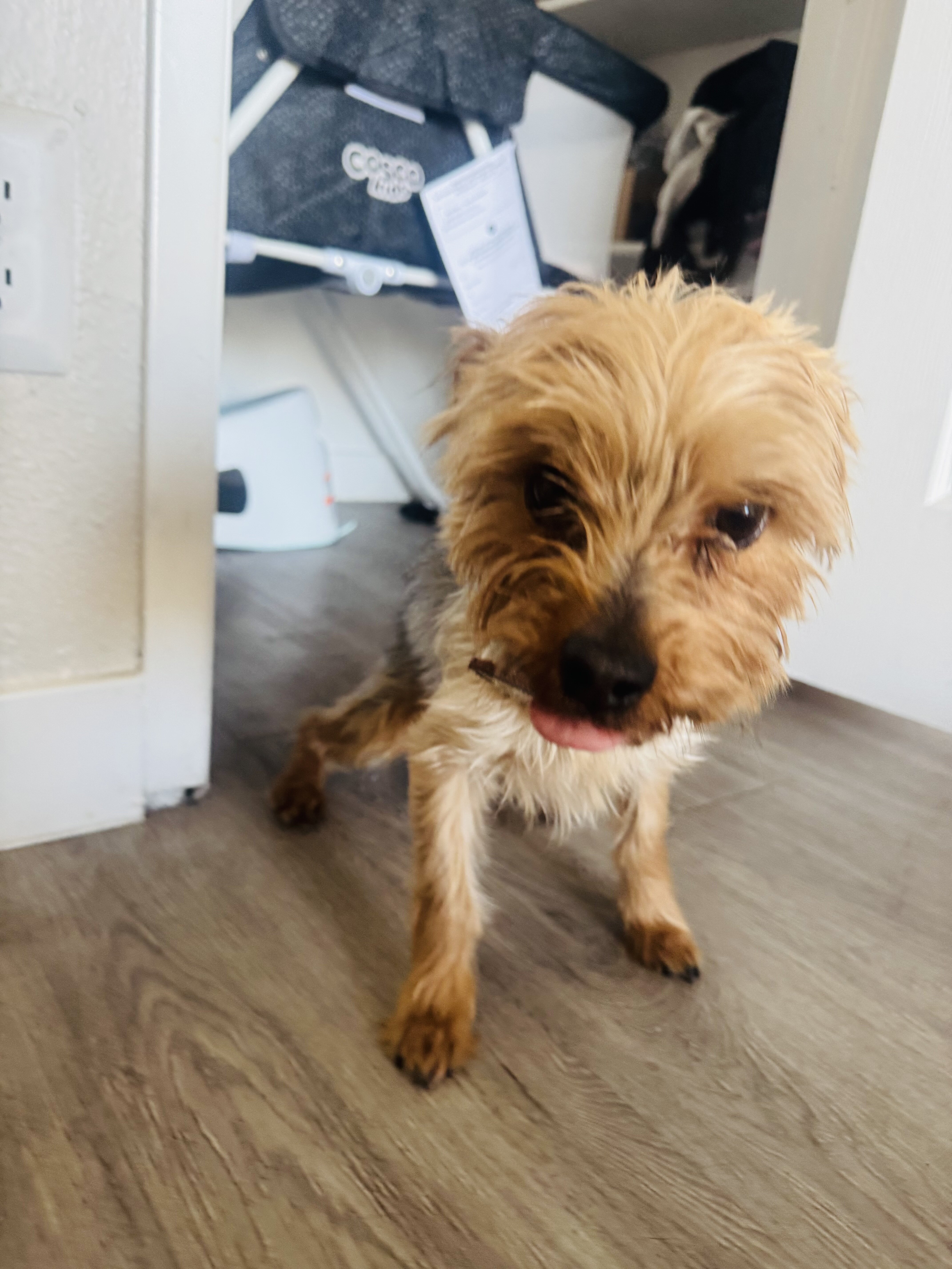 Yorkie image 1