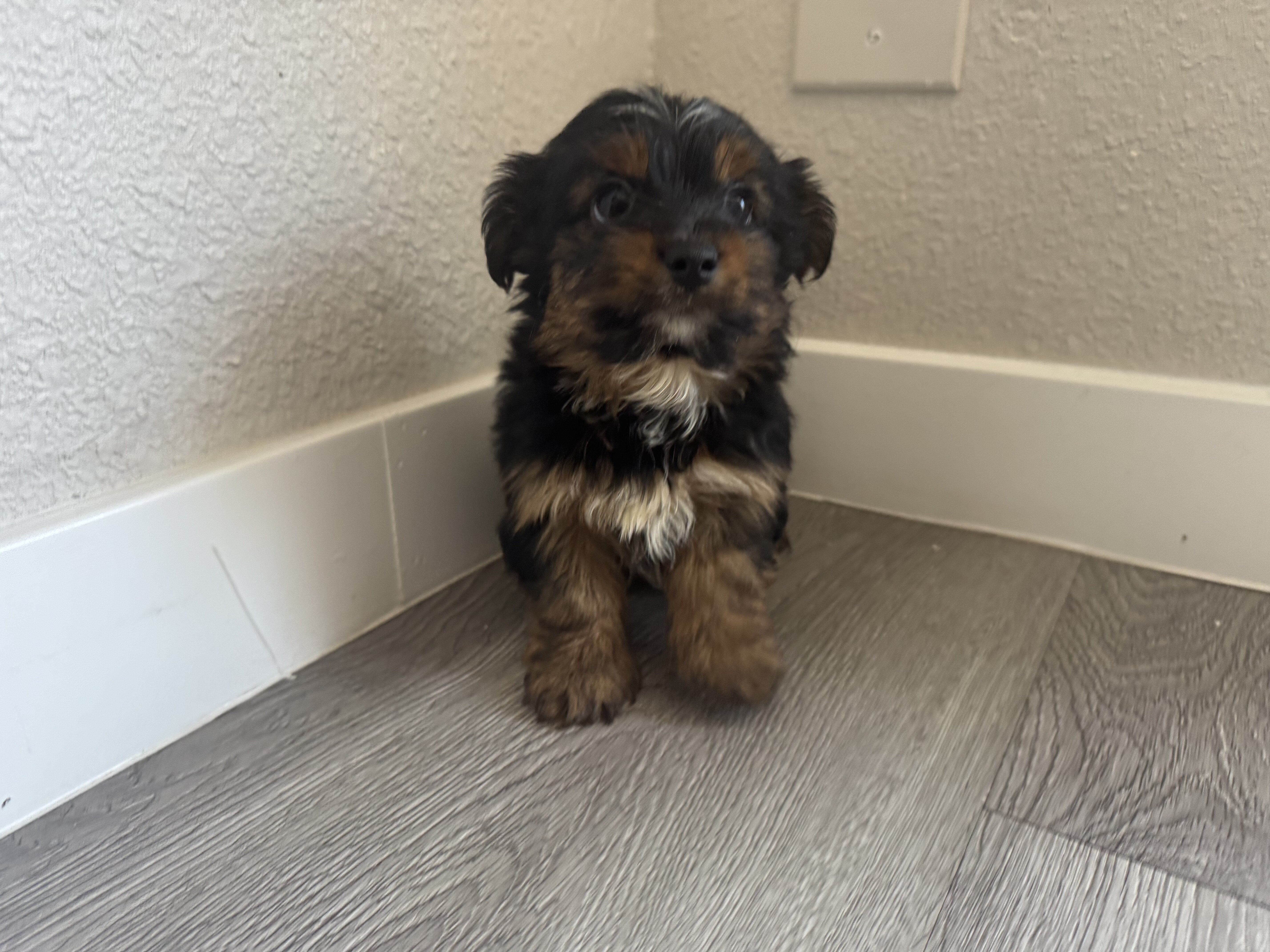Yorkie puppies image 1