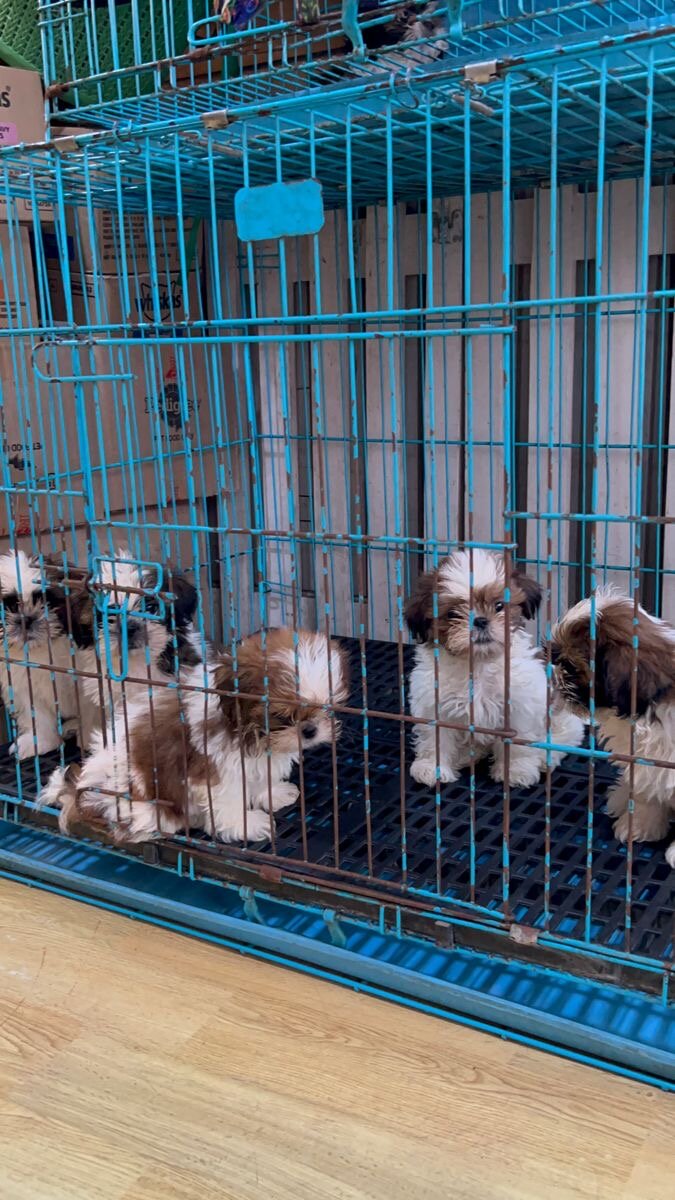 Puppy image 1