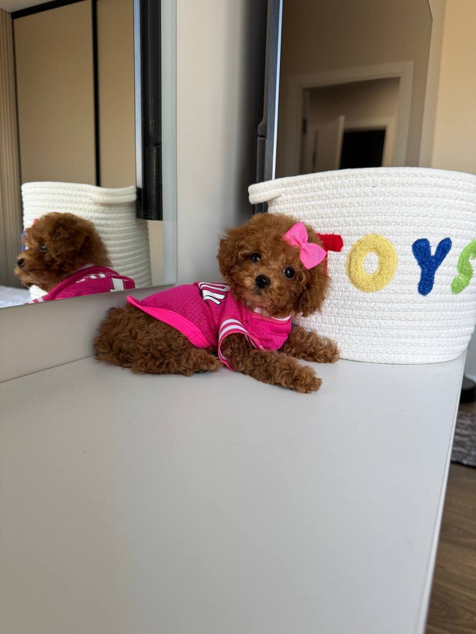 Tiny Maltipoo image 1