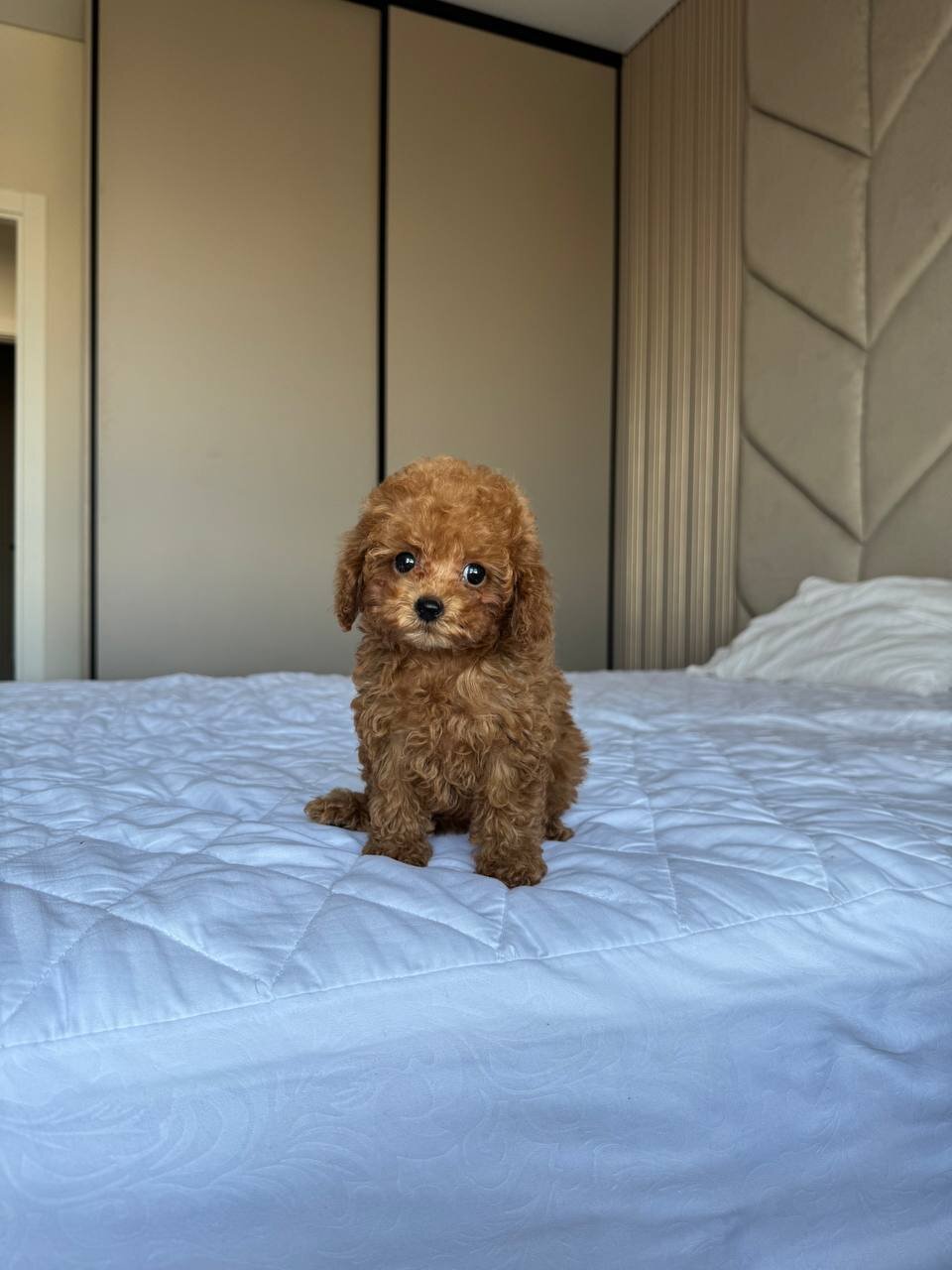 Tiny Maltipoo image 2