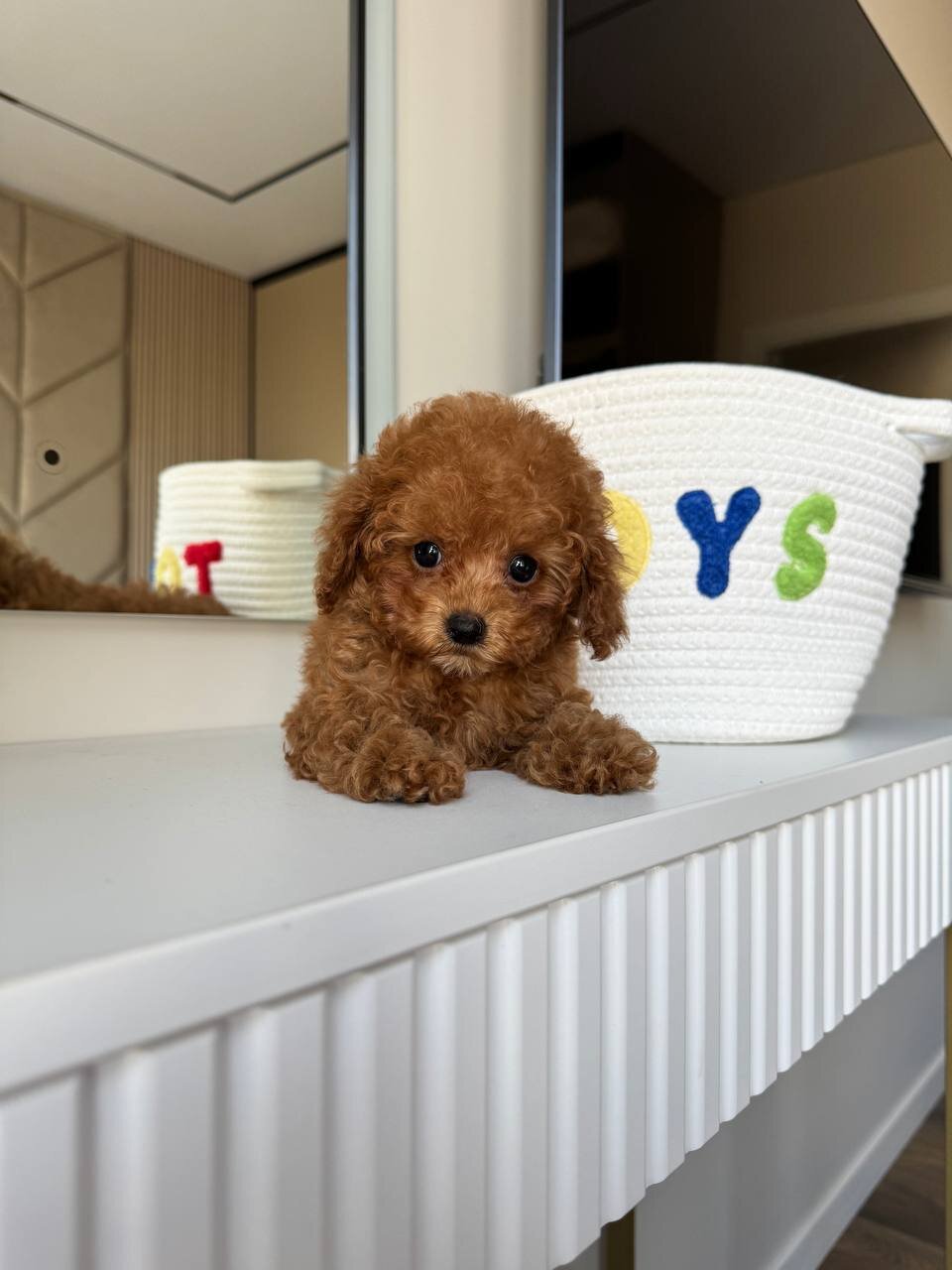 Tiny Maltipoo image 3