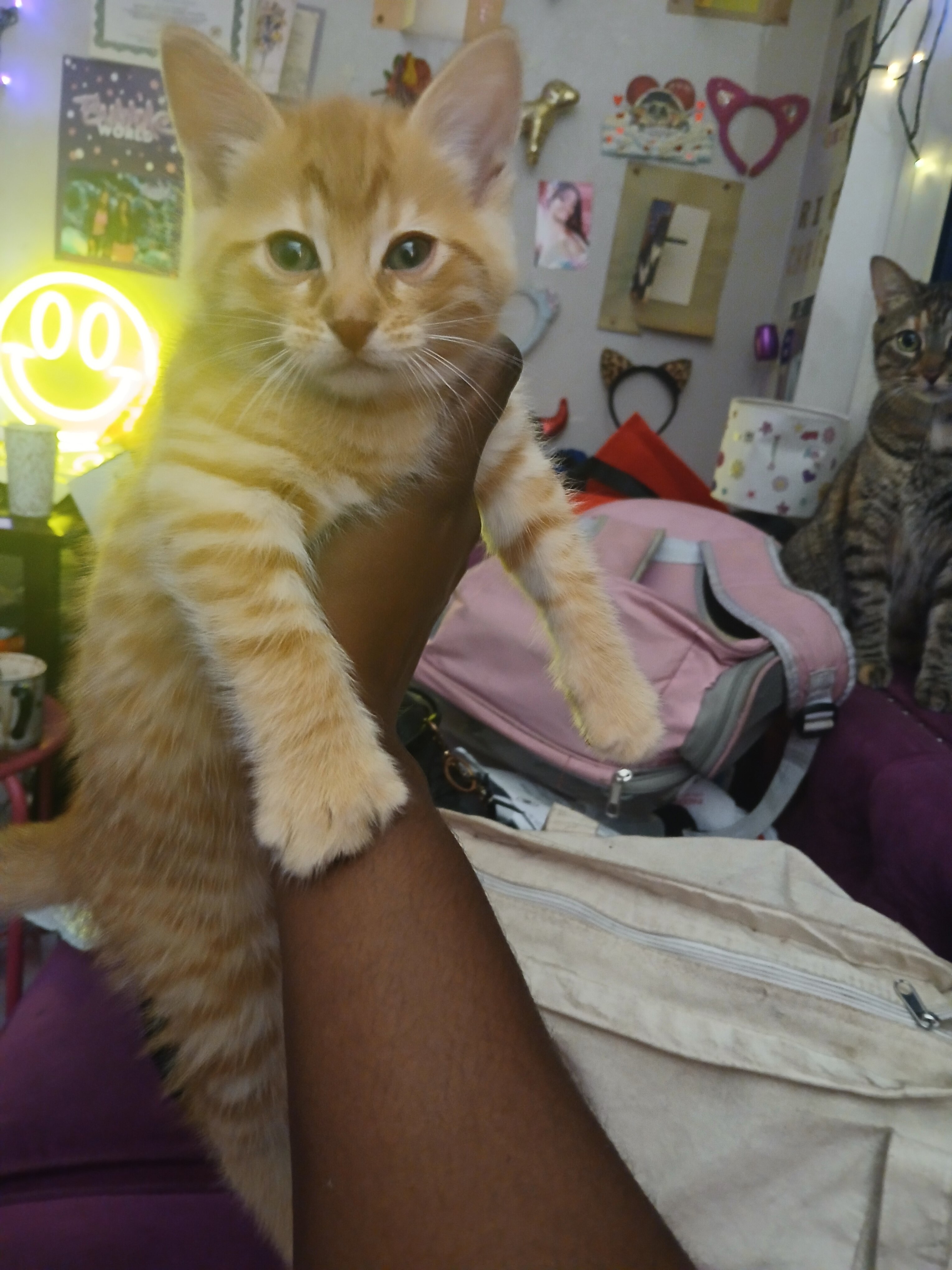 1 month old tabby kittens image 2