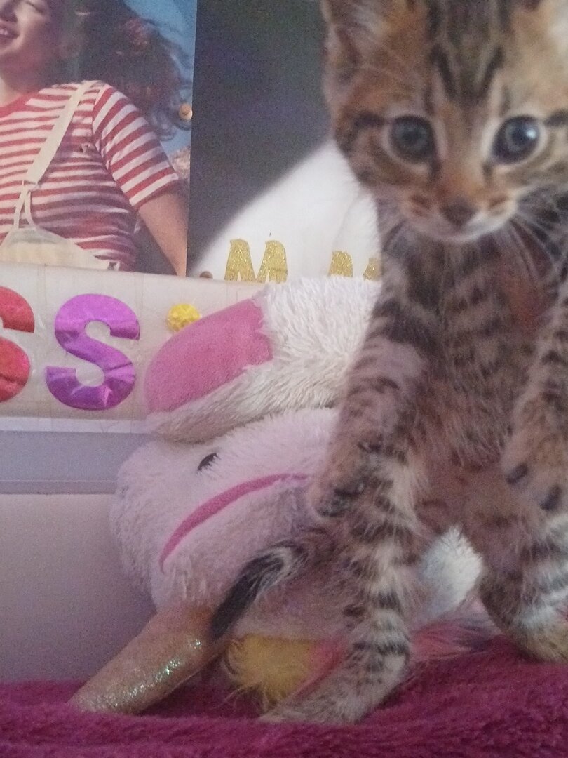 1 month old tabby kittens image 1