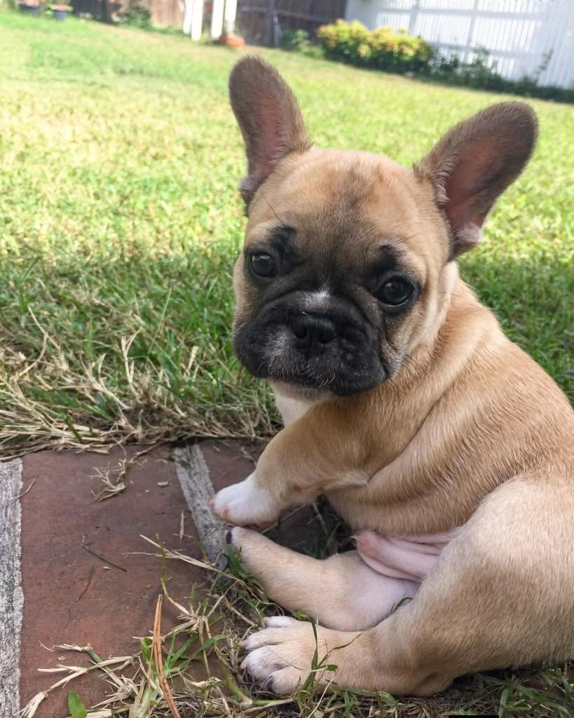 10-Week-Old French Bulldog Puppy Looking for a Lov image 2