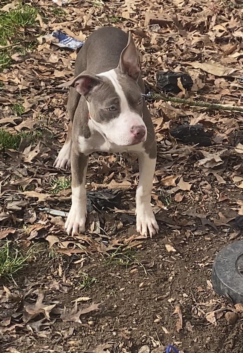 Brown Tri pit image 3