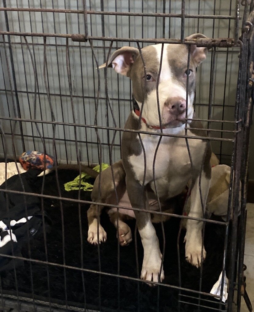 Brown Tri pit image 4