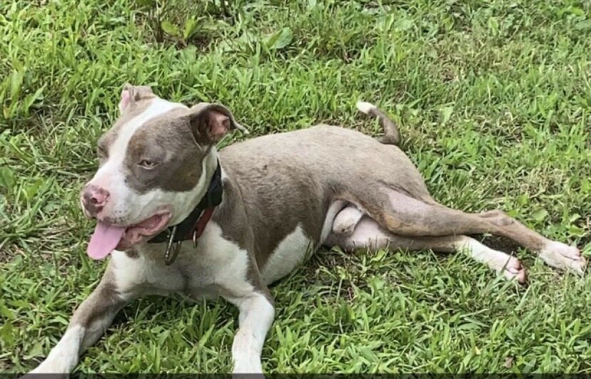 Brown Tri pit image 2