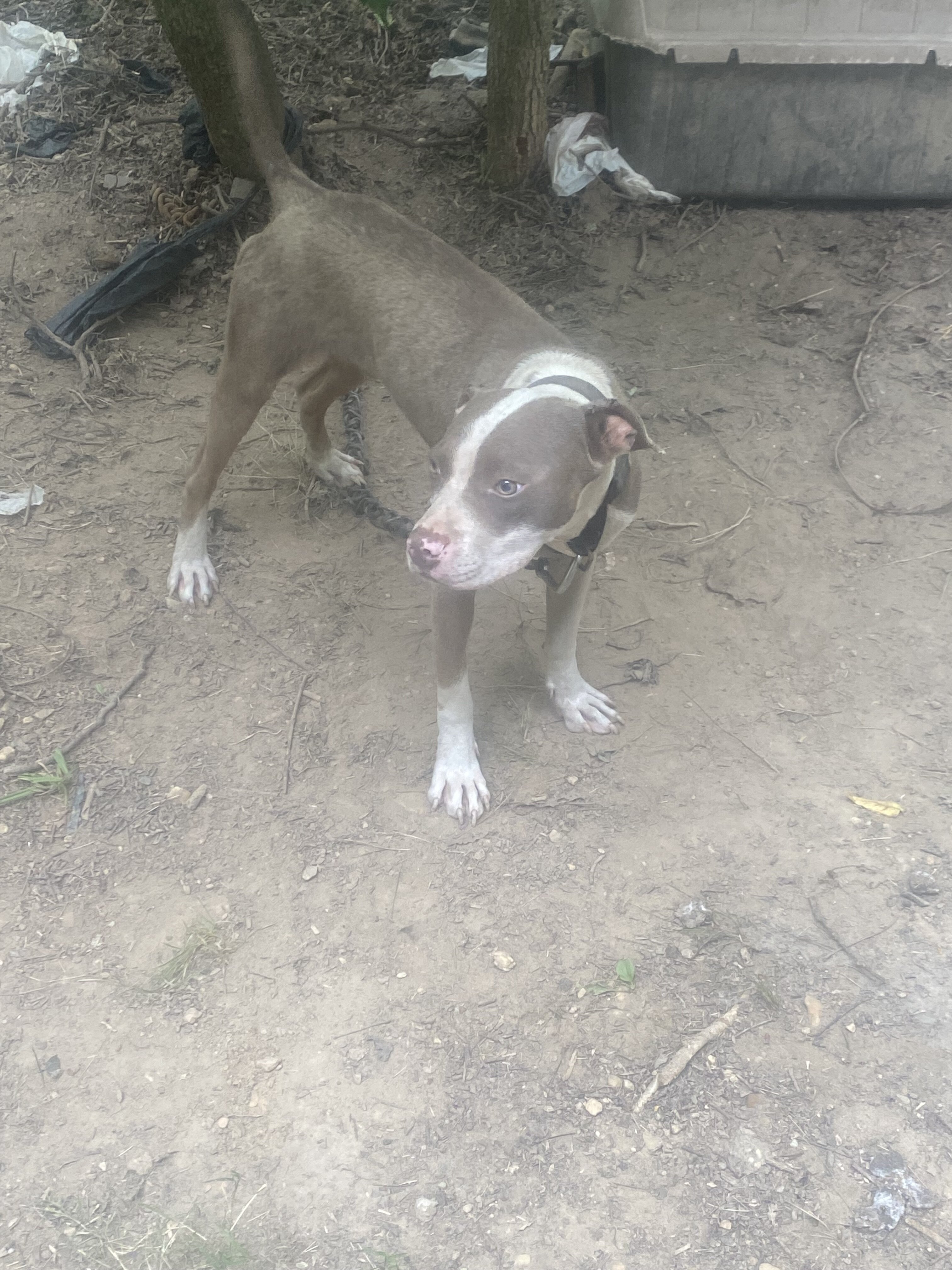 Brown Tri pit image 1