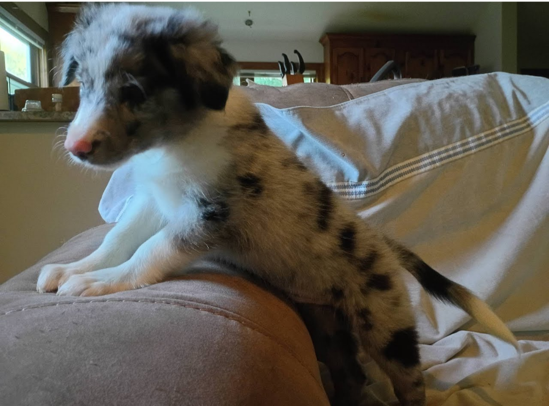 Border Collie puppies image 6