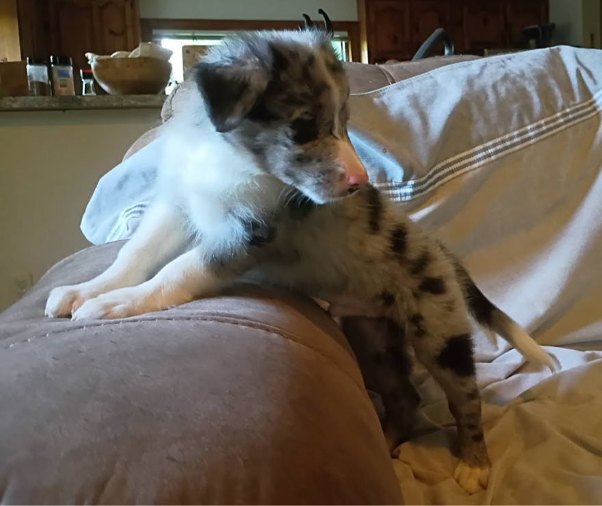 Border Collie puppies image 5