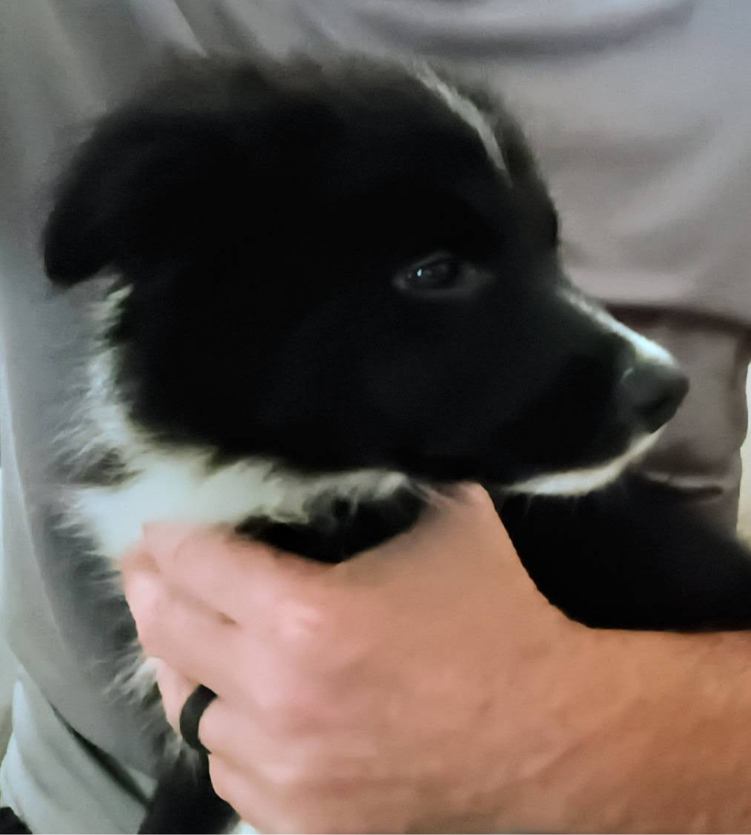 Border Collie puppies image 3