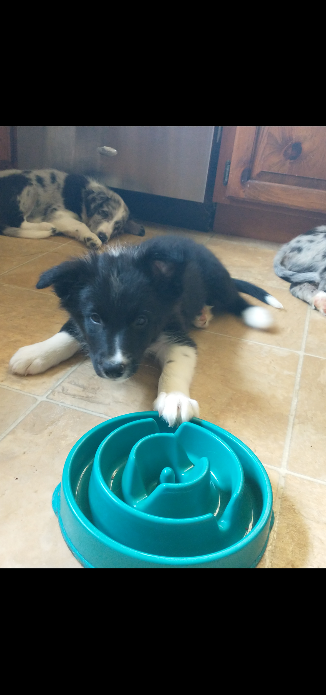 Border Collie puppies image 1