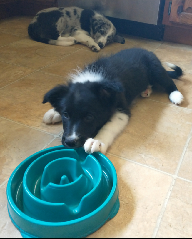 Border Collie puppies image 2