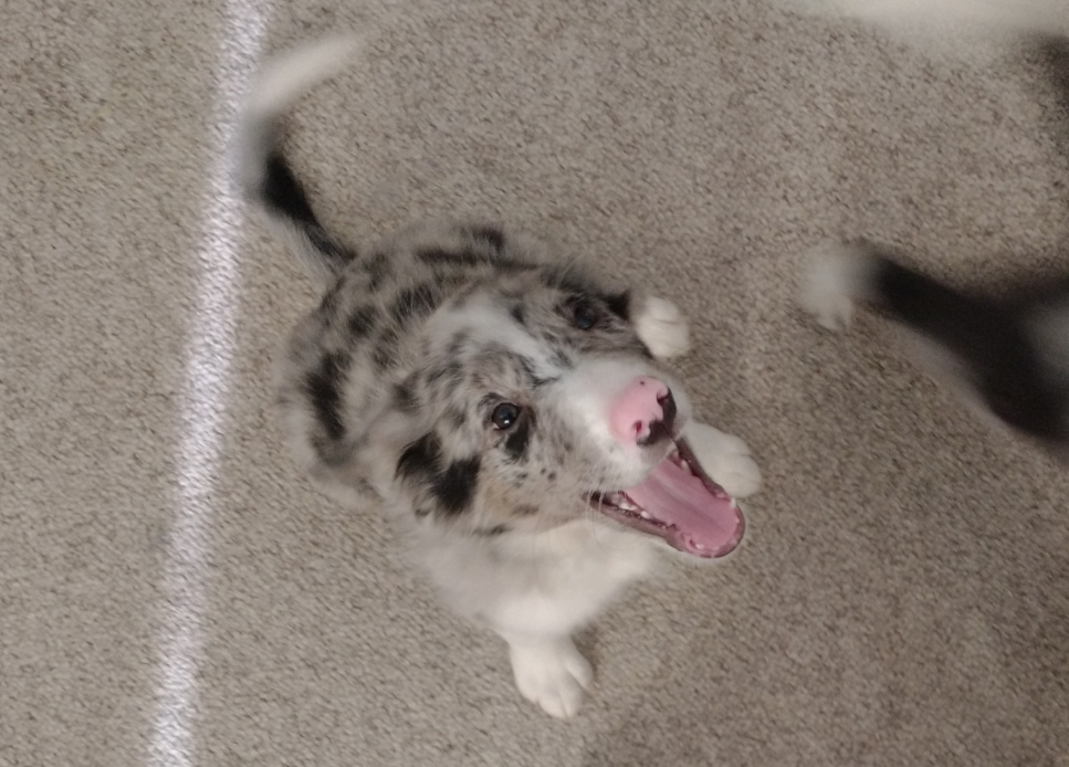 Border Collie puppies image 4
