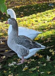 Cotton Patch Geese Trio image 1