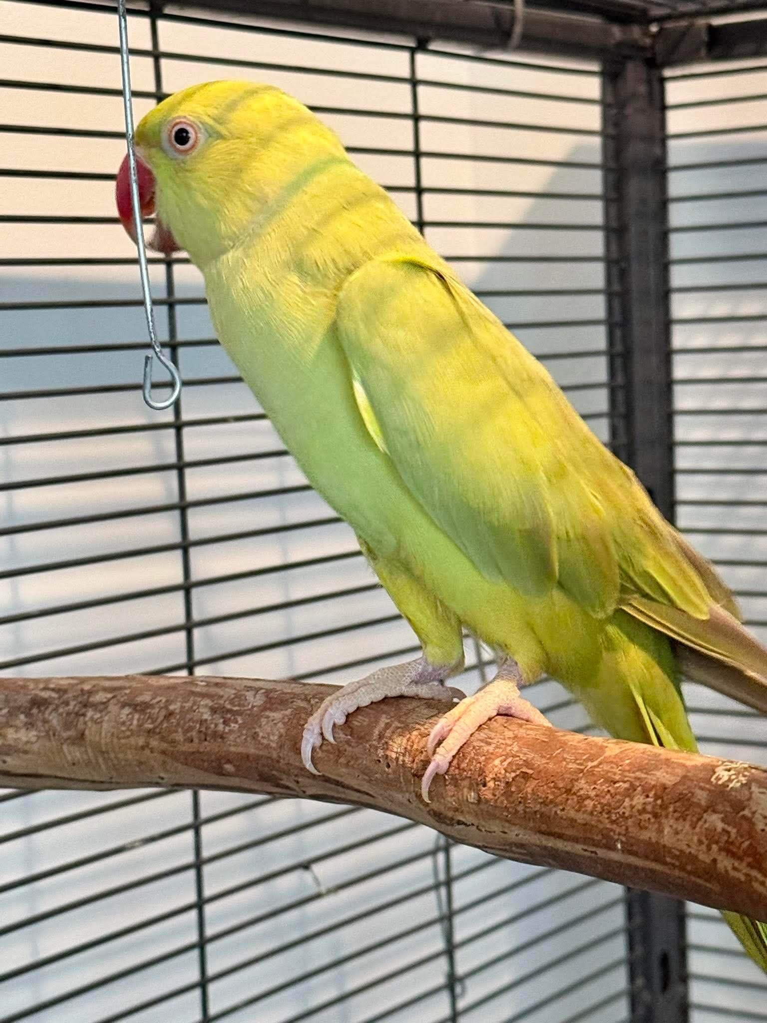 2 male and female Indian ring necks image 2