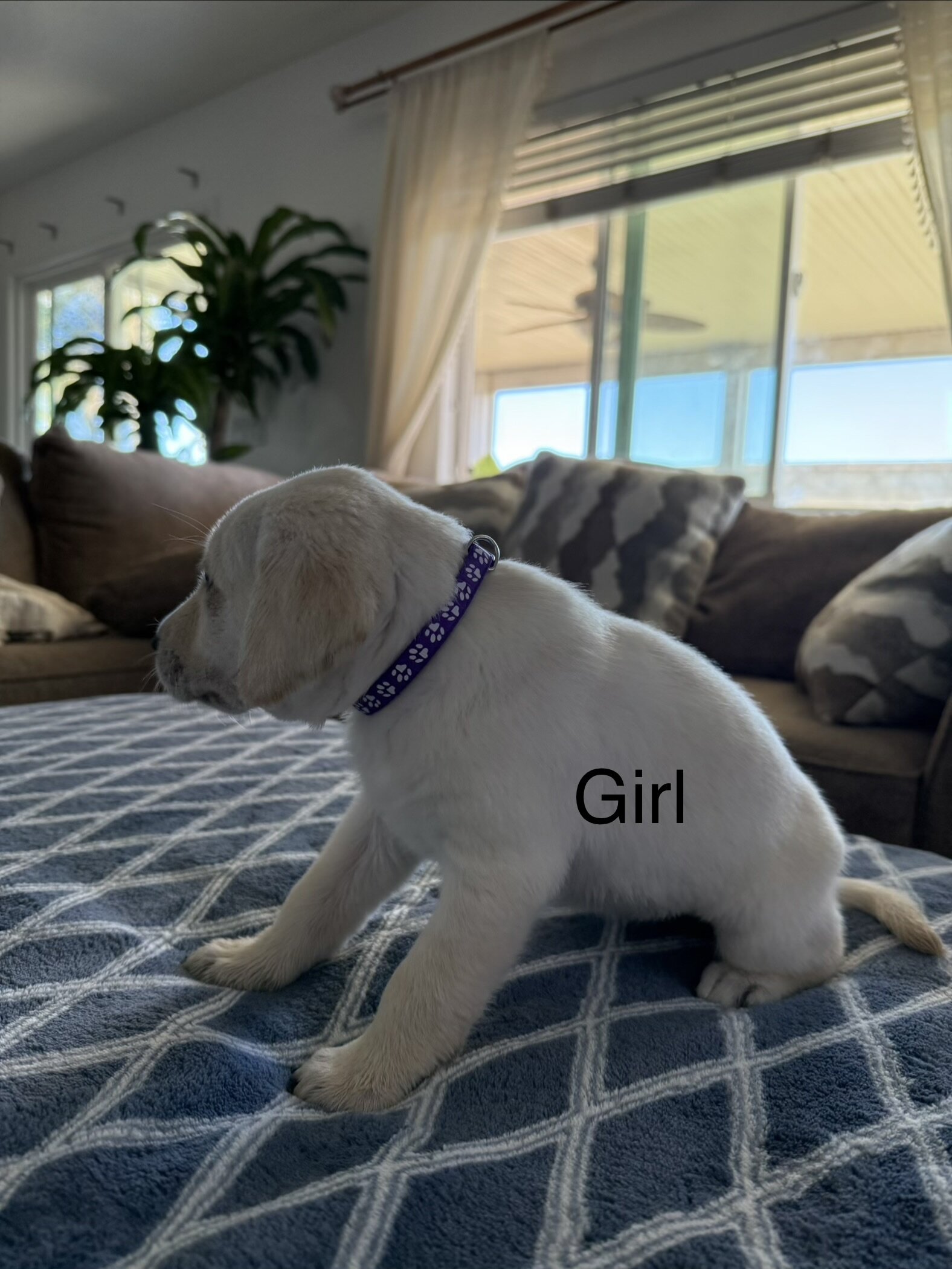 Labrador retriever puppies AKC image 1