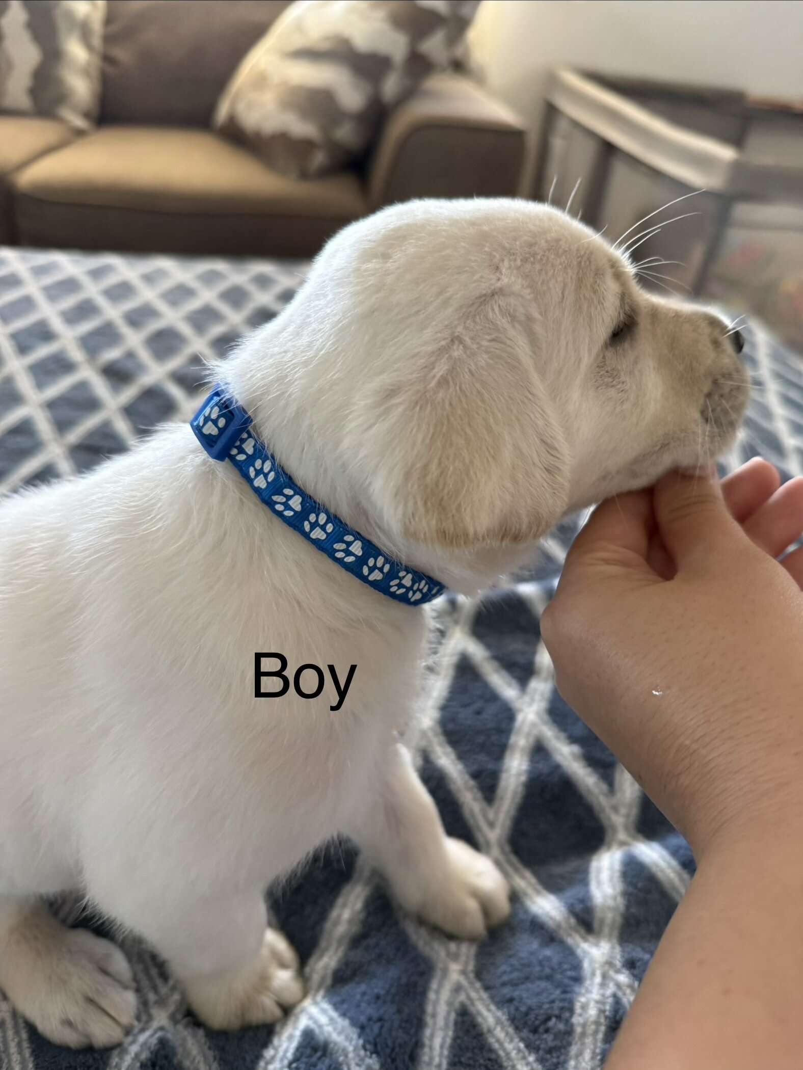 Labrador retriever puppies AKC image 2