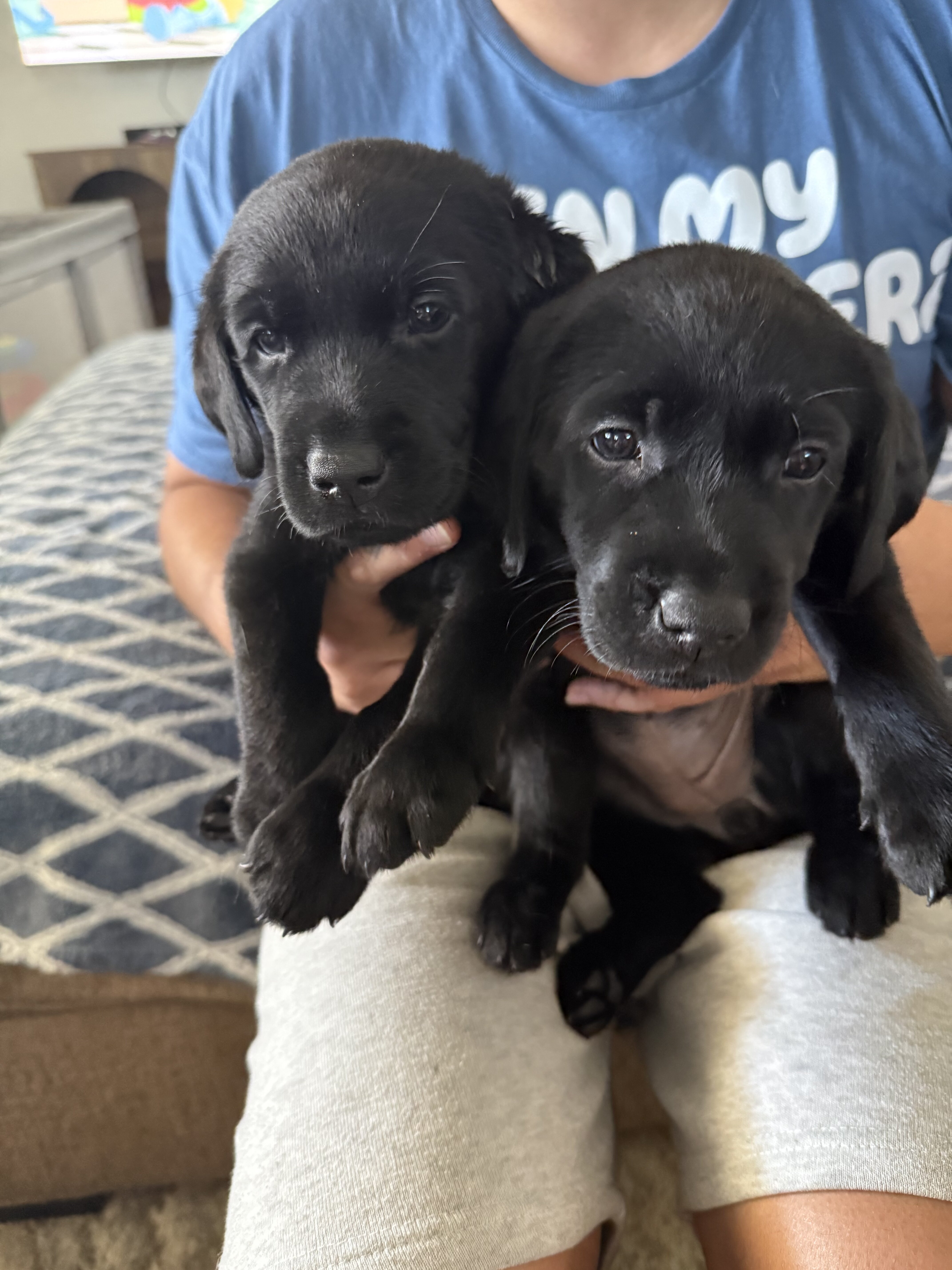 Labrador retriever puppies AKC image 3